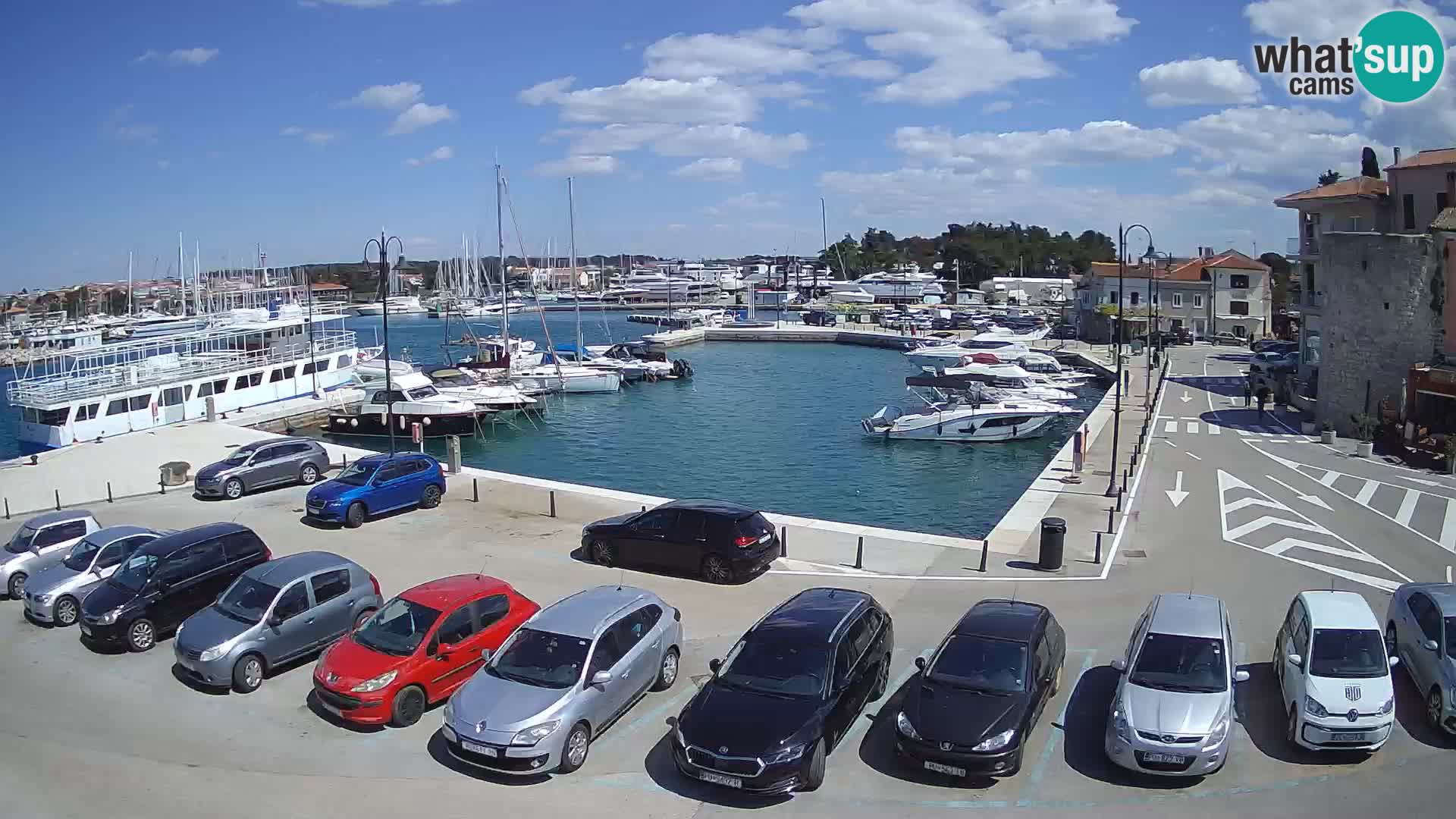 Novigrad | Porporela marina