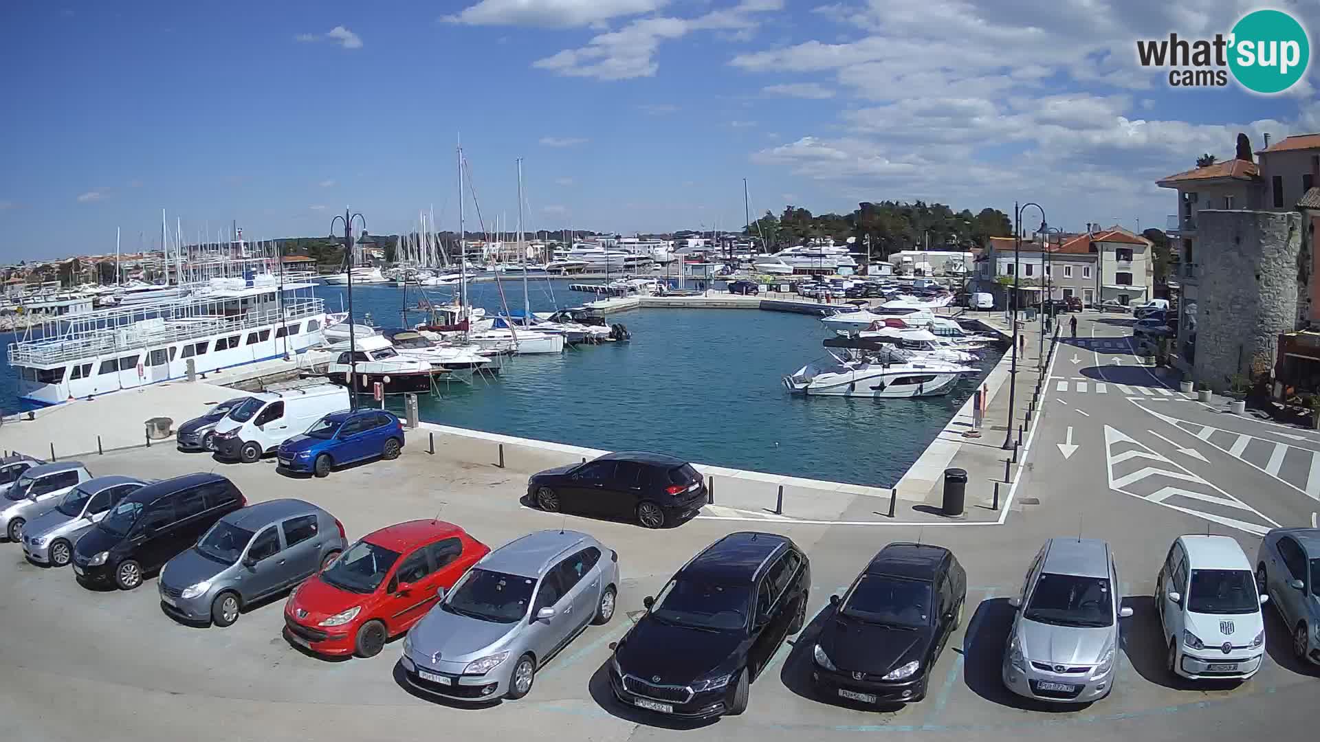 Novigrad | Porporela marina