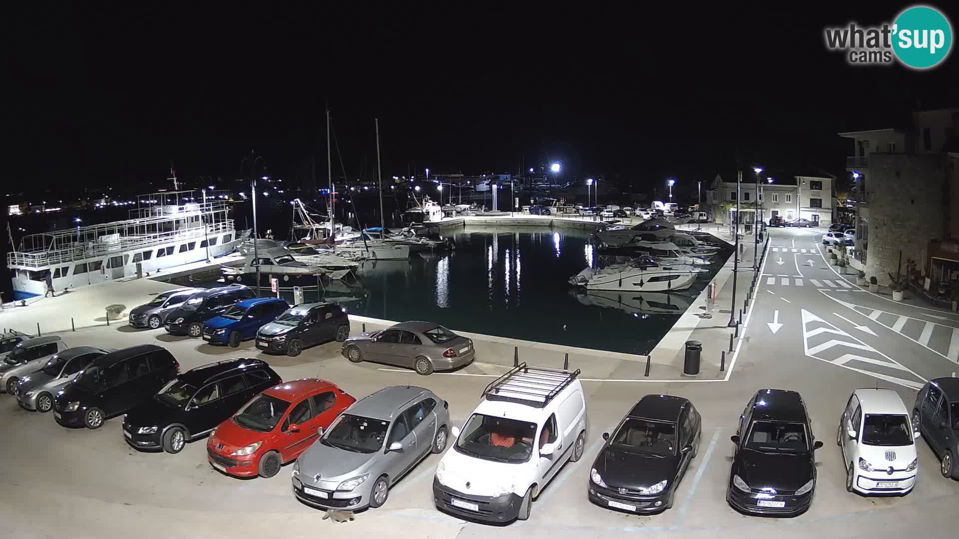 Novigrad | Porporela marina