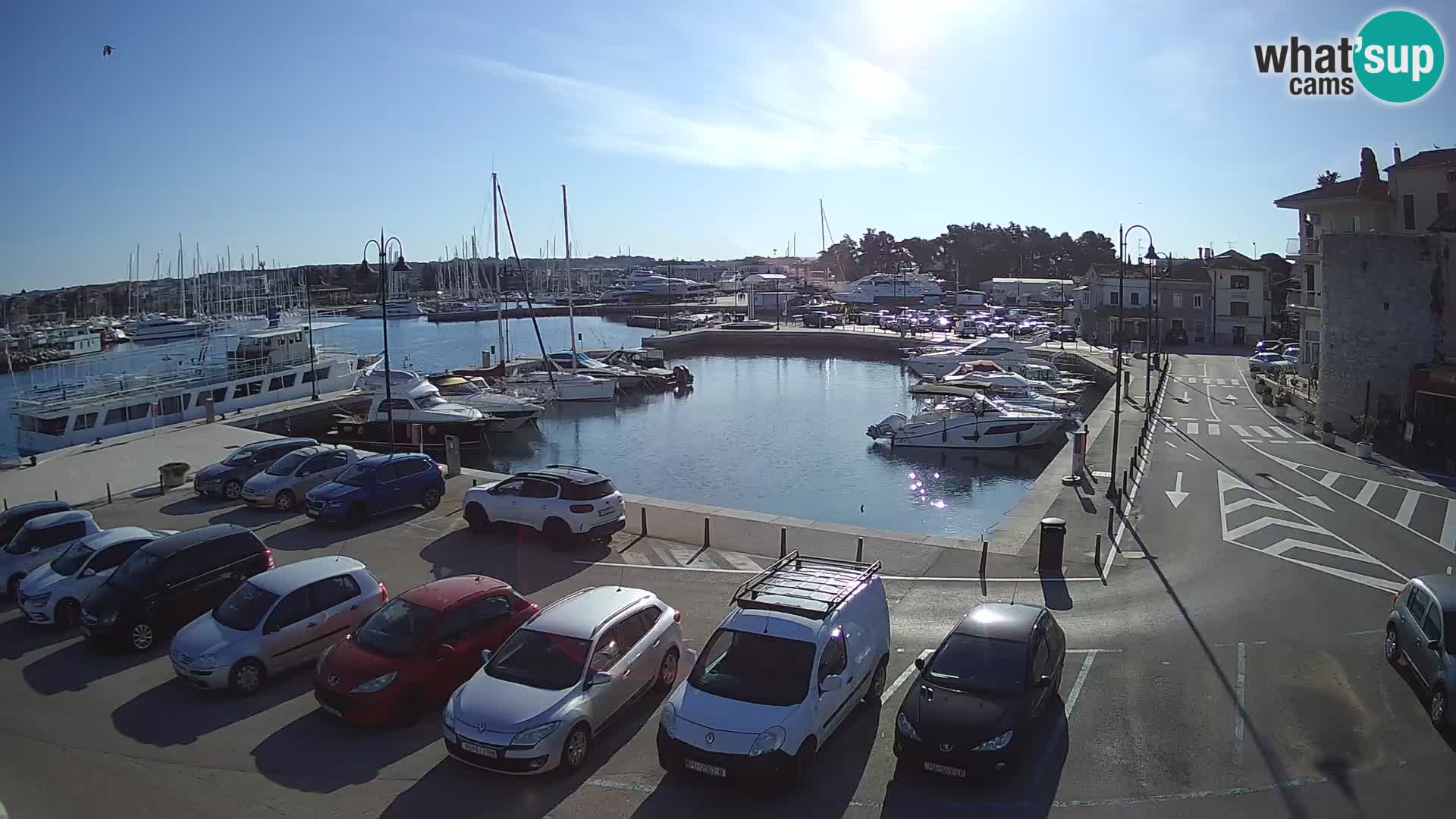 Novigrad | Porporela marina