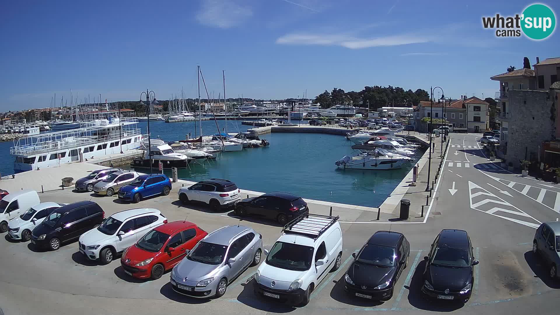 Novigrad | Porporela marina