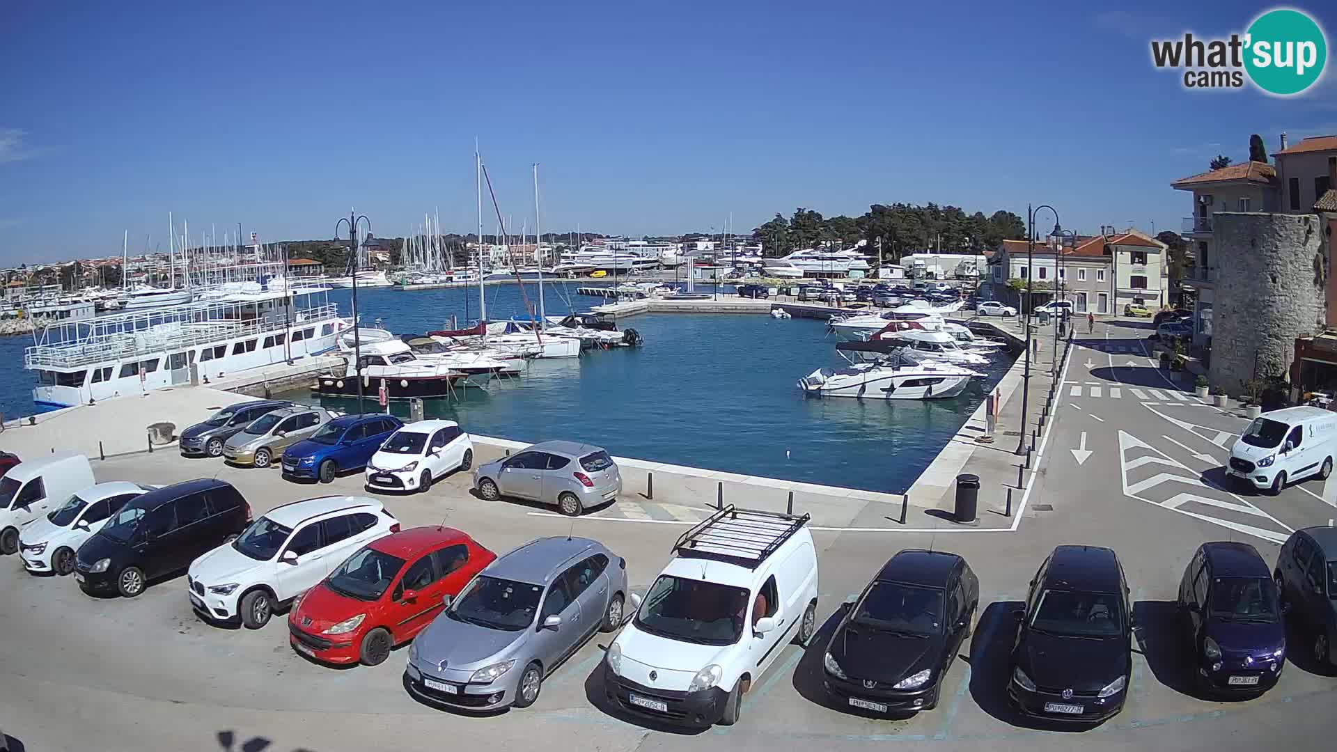 Novigrad | Porporela marina