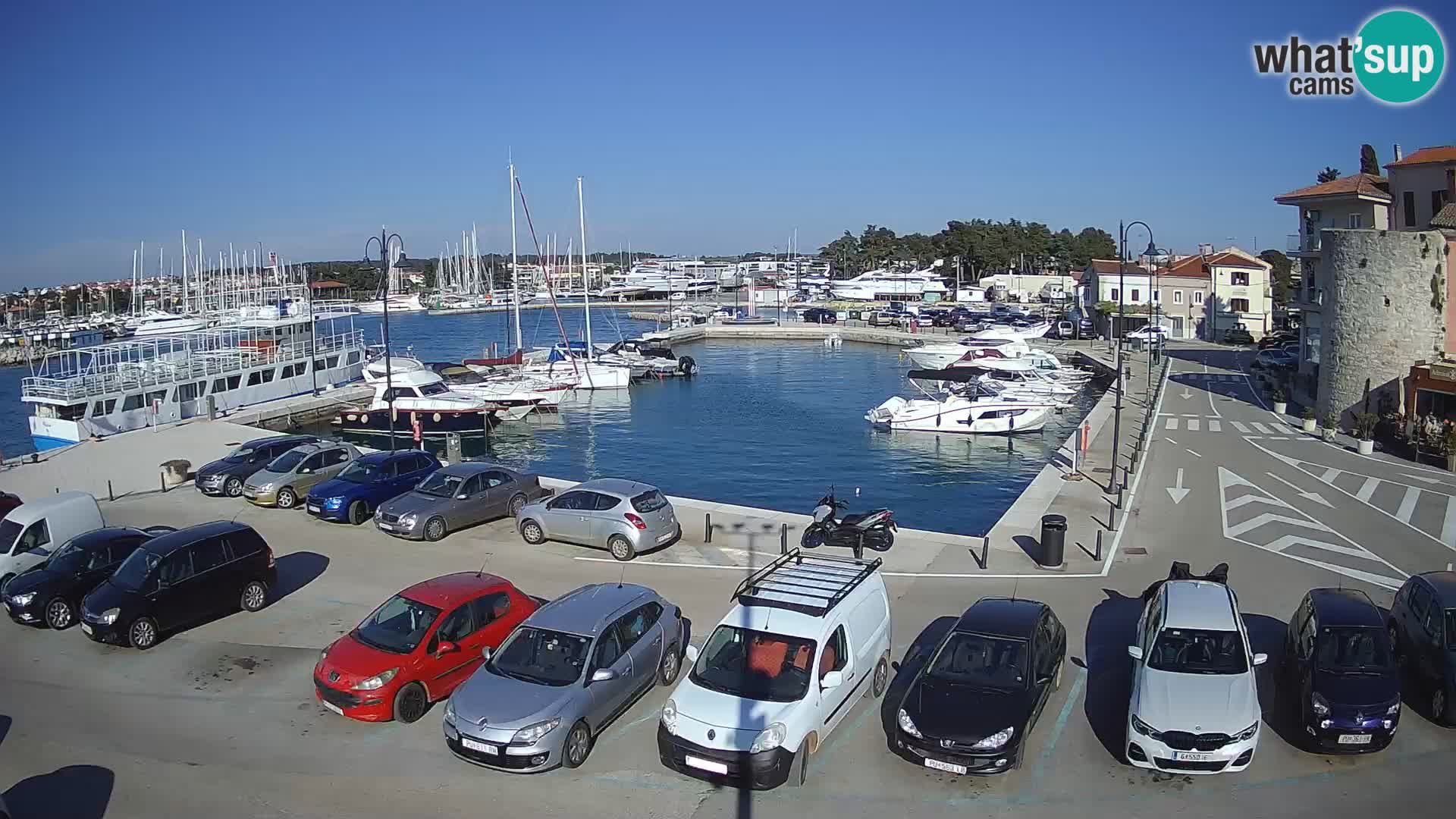 Novigrad | Porporela marina