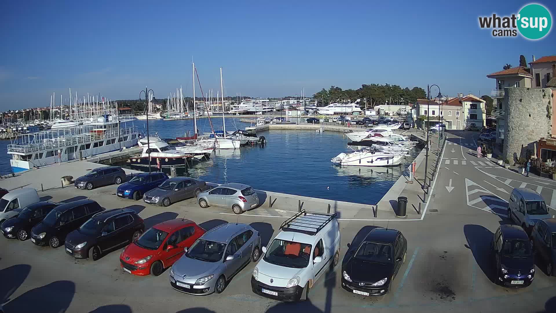 Novigrad | Porporela marina