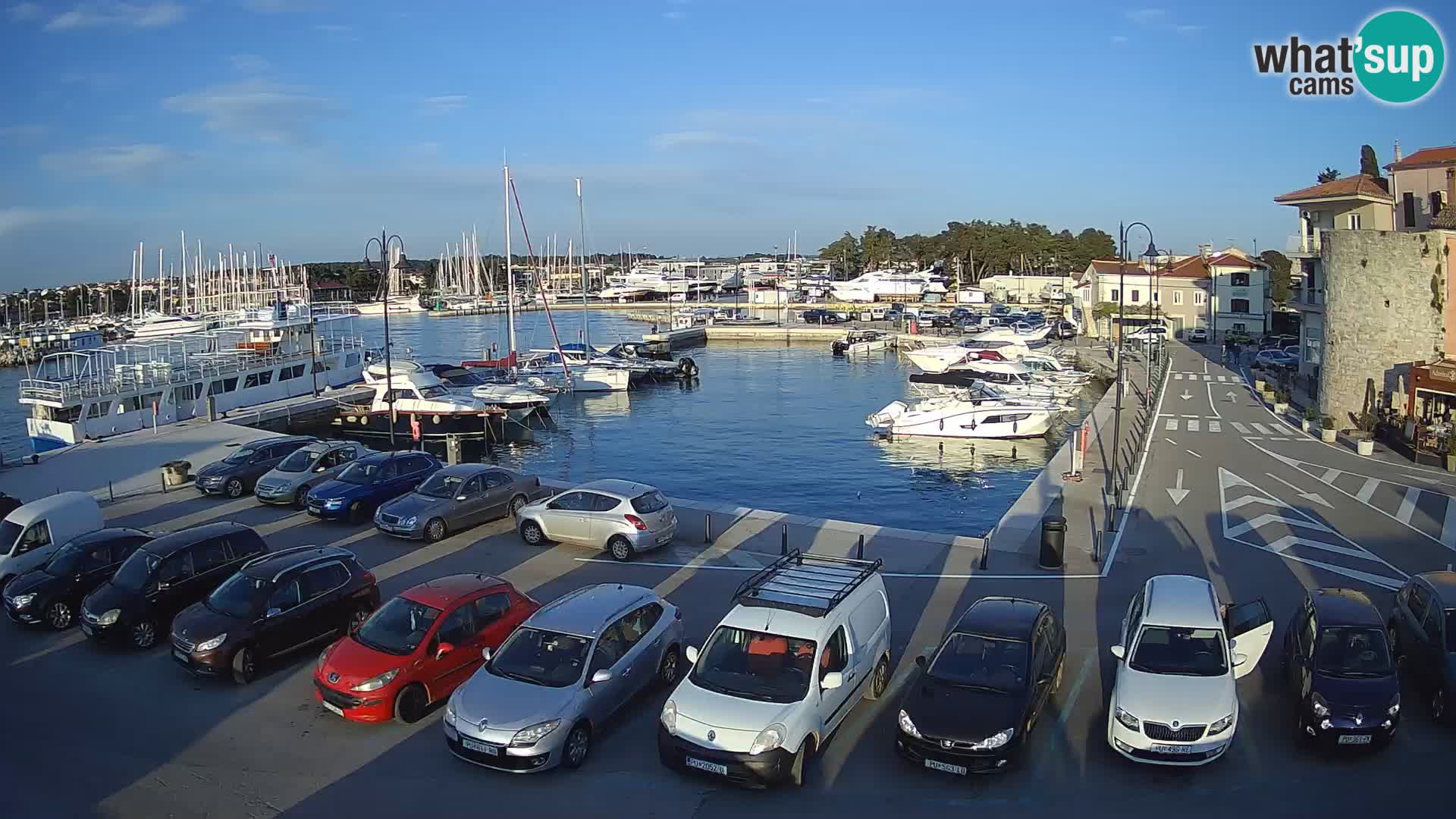 Novigrad | Porporela marina