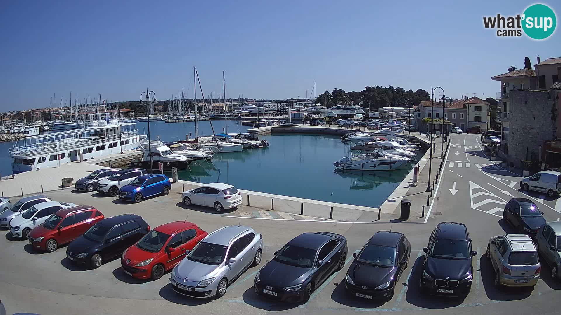 Novigrad | Porporela marina