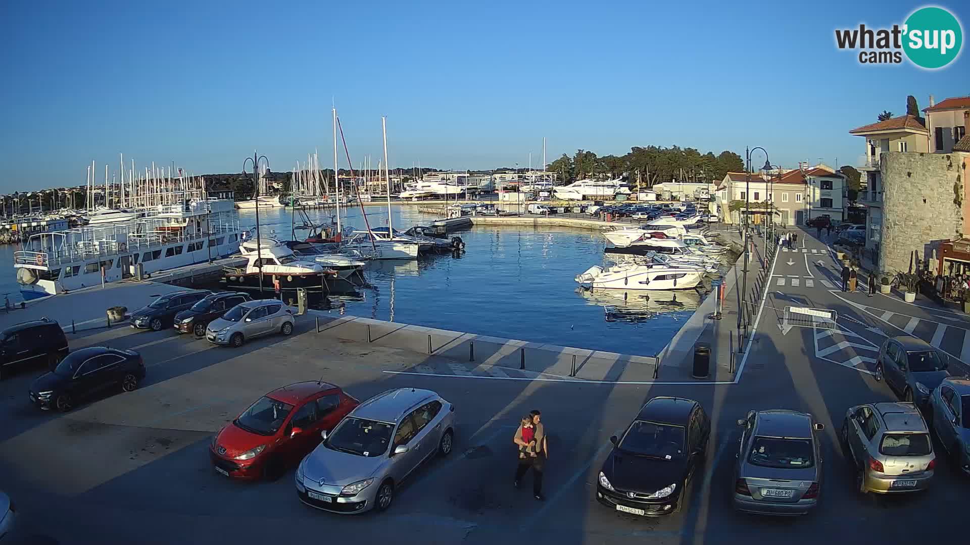 Novigrad | Porporela marina