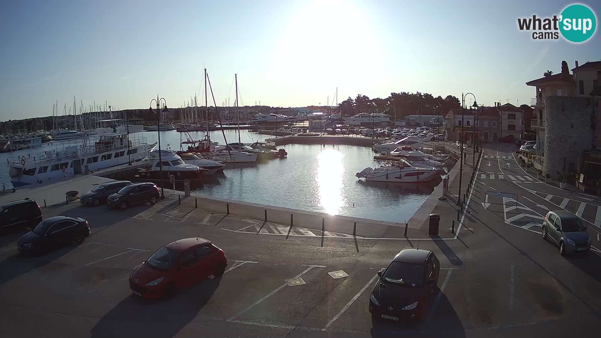 Novigrad | Porporela marina