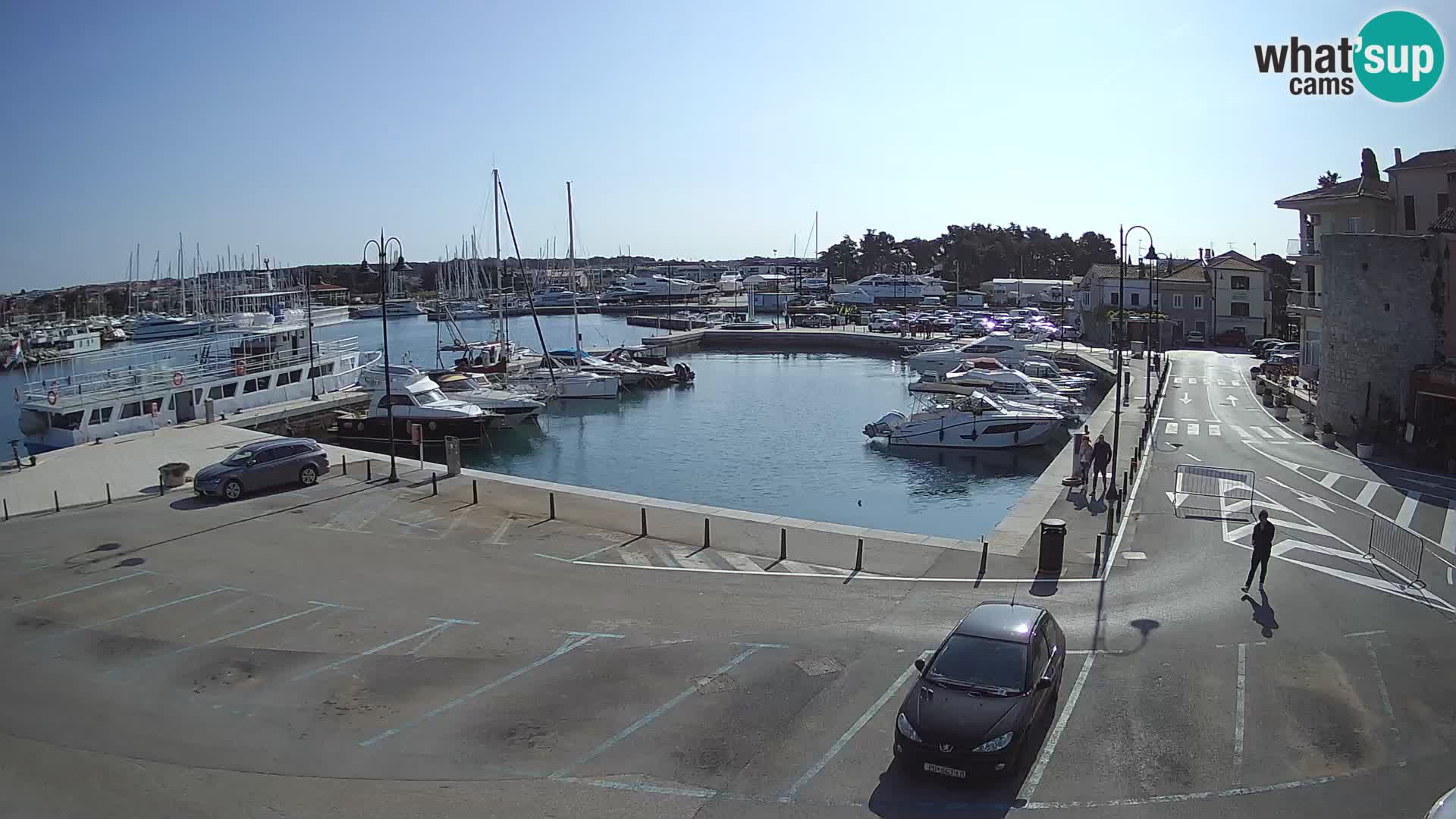 Novigrad | Porporela marina