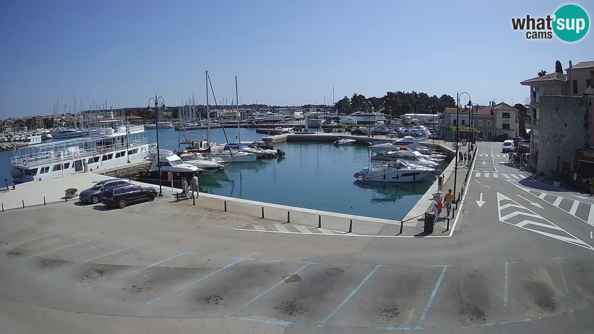 Novigrad | Porporela marina