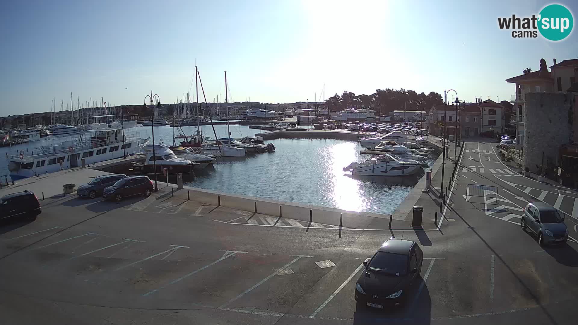 Novigrad | Porporela marina