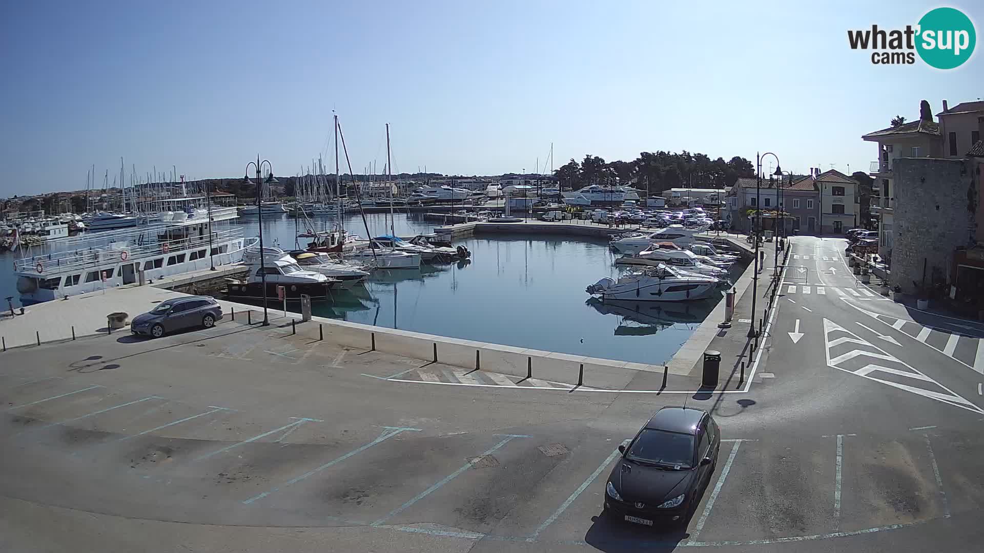 Novigrad | Porporela marina