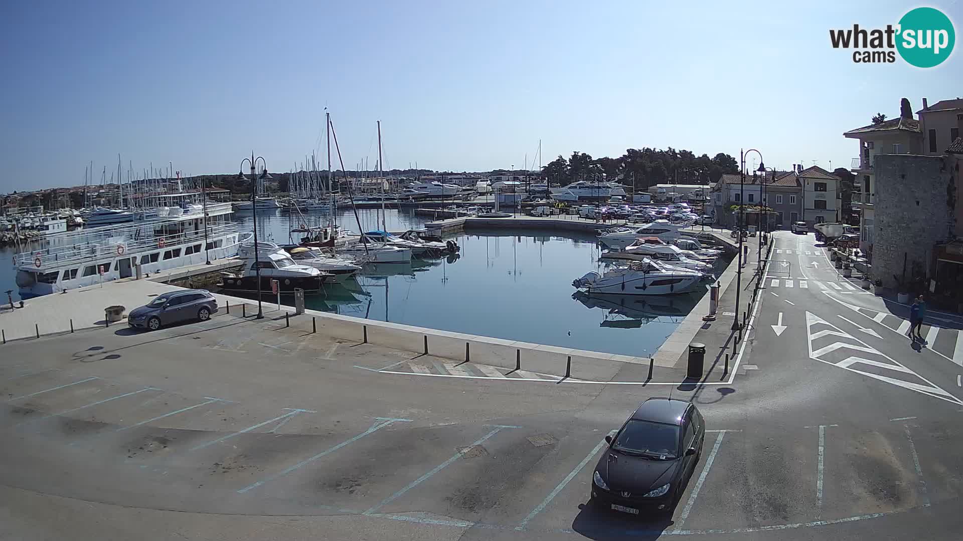Novigrad | Porporela marina