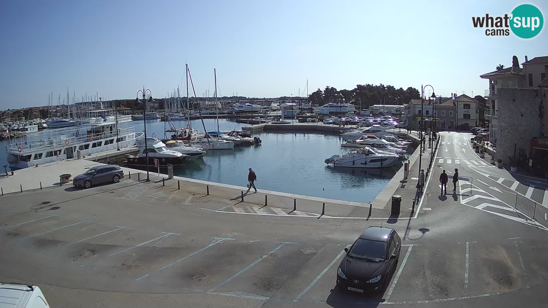 Novigrad | Porporela marina