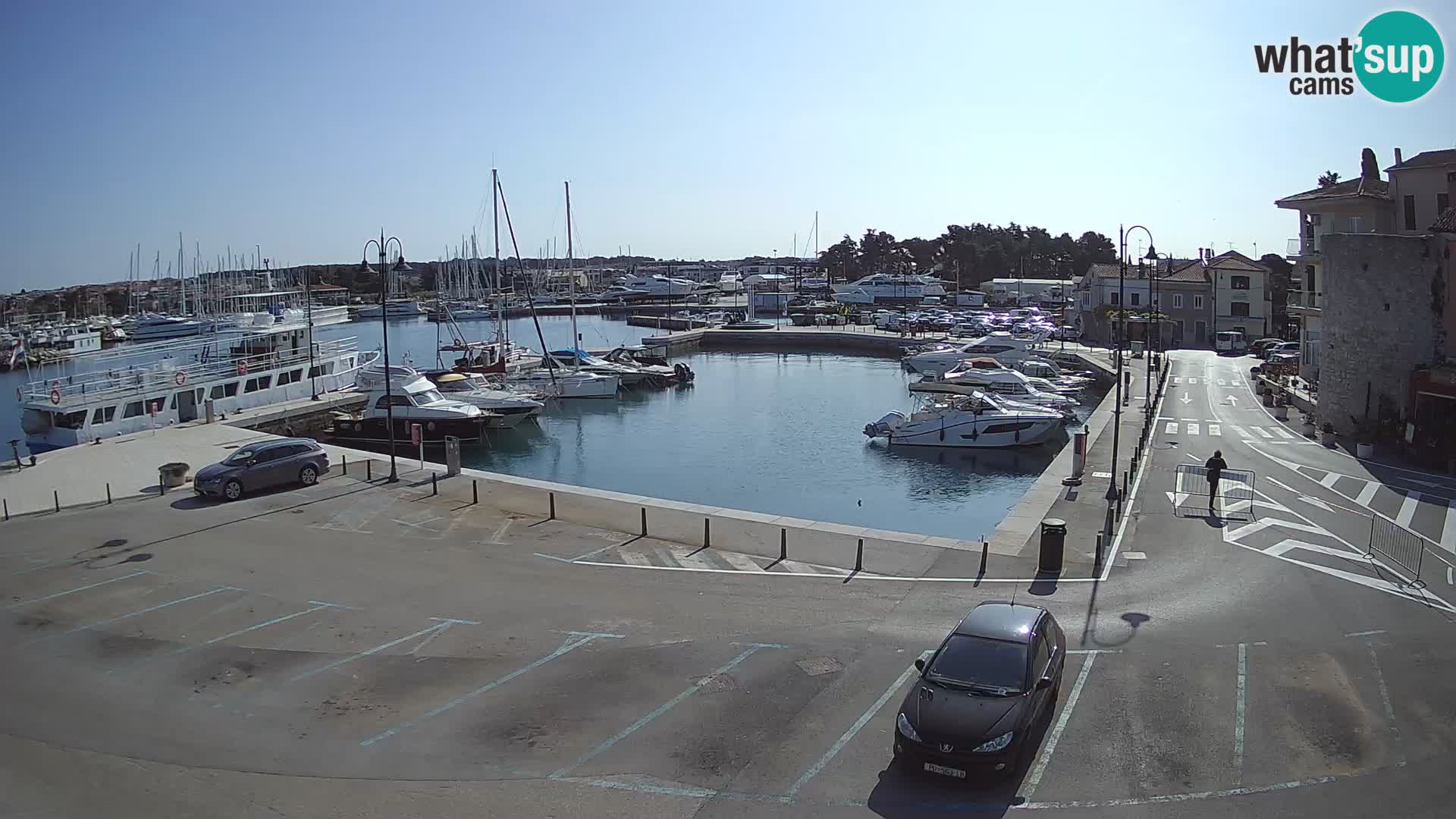 Novigrad | Porporela marina