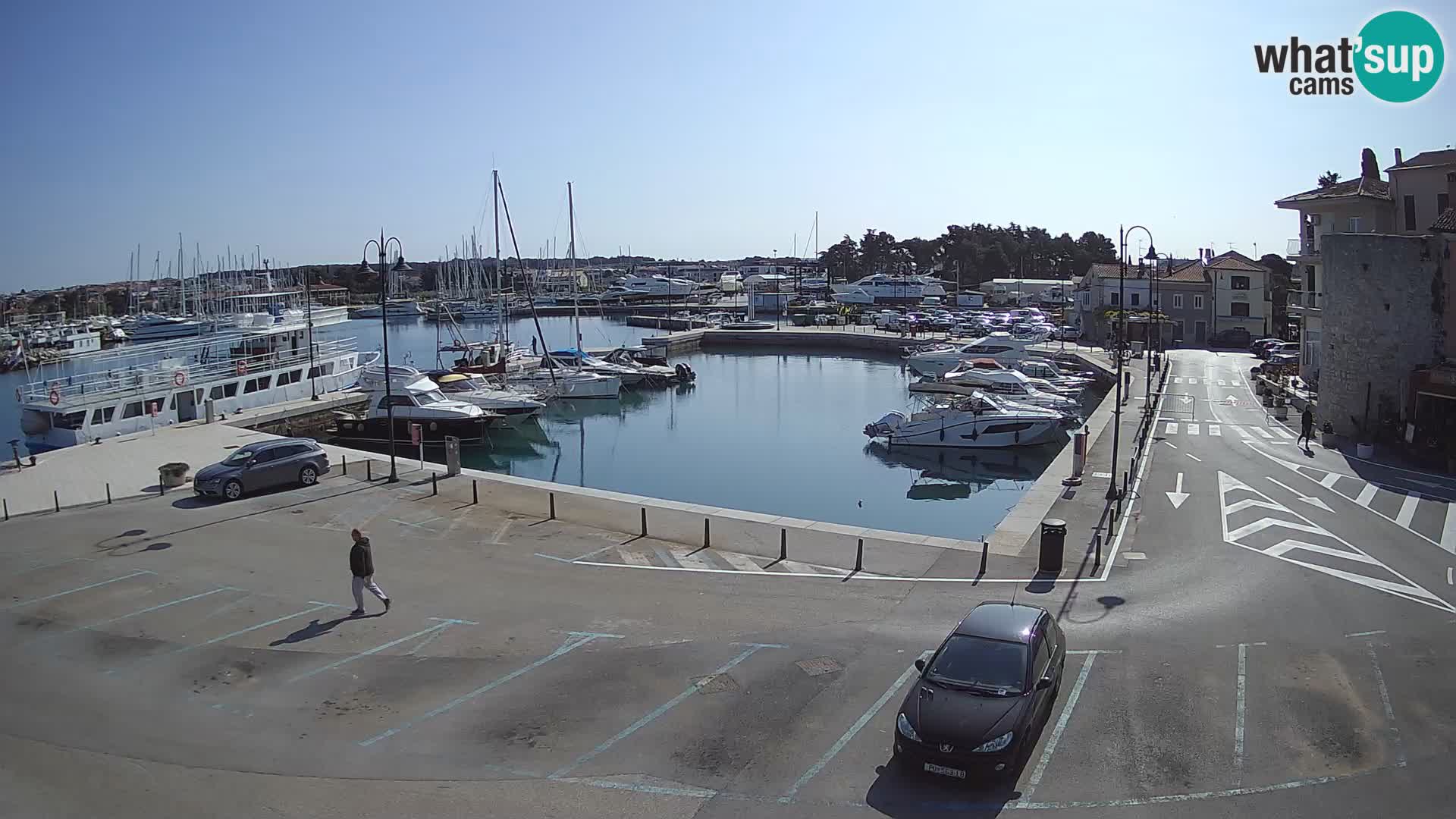 Novigrad | Porporela marina