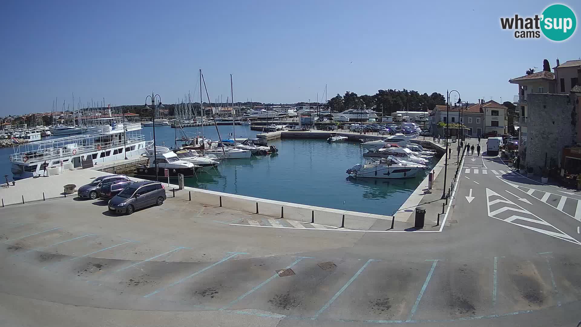 Novigrad | Porporela marina