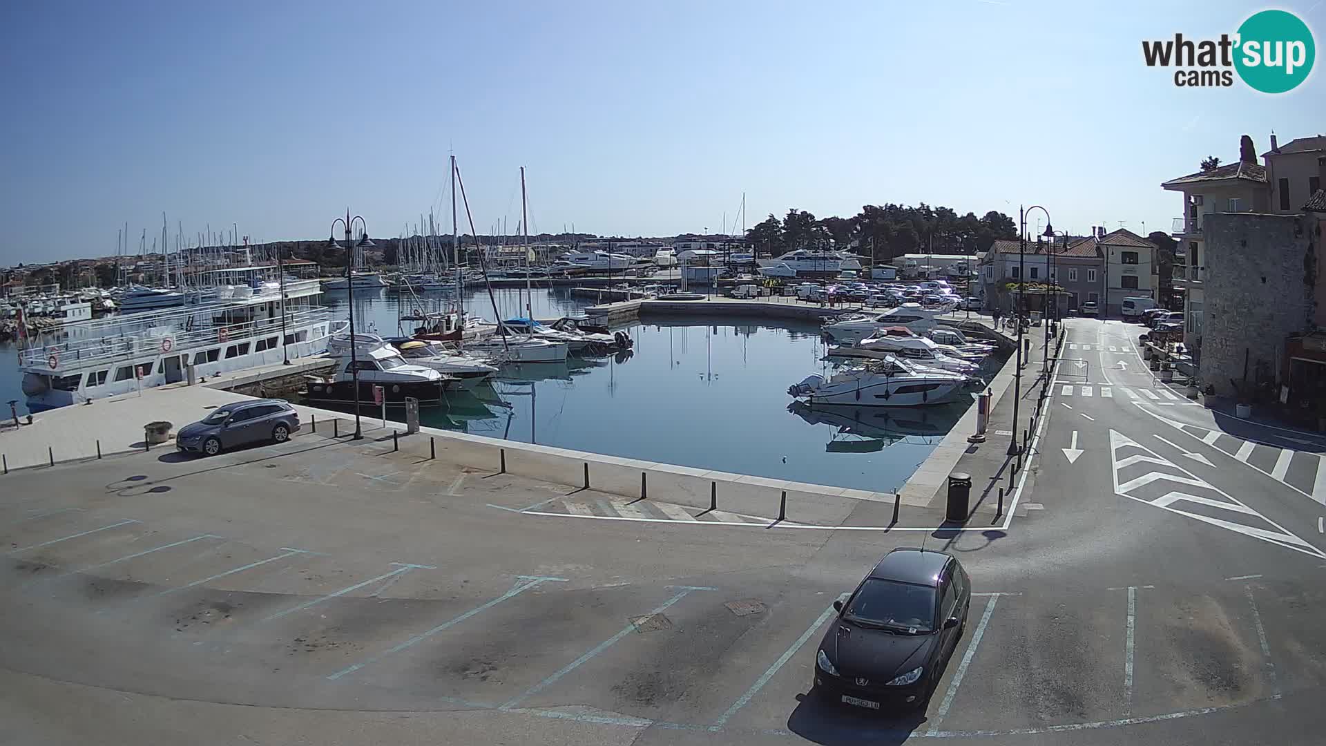 Novigrad | Porporela marina