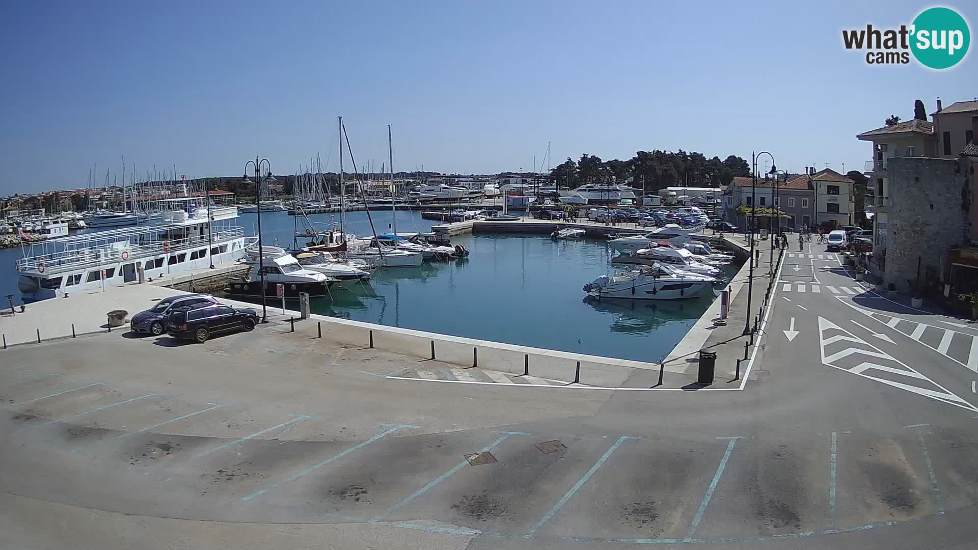 Novigrad | Porporela marina