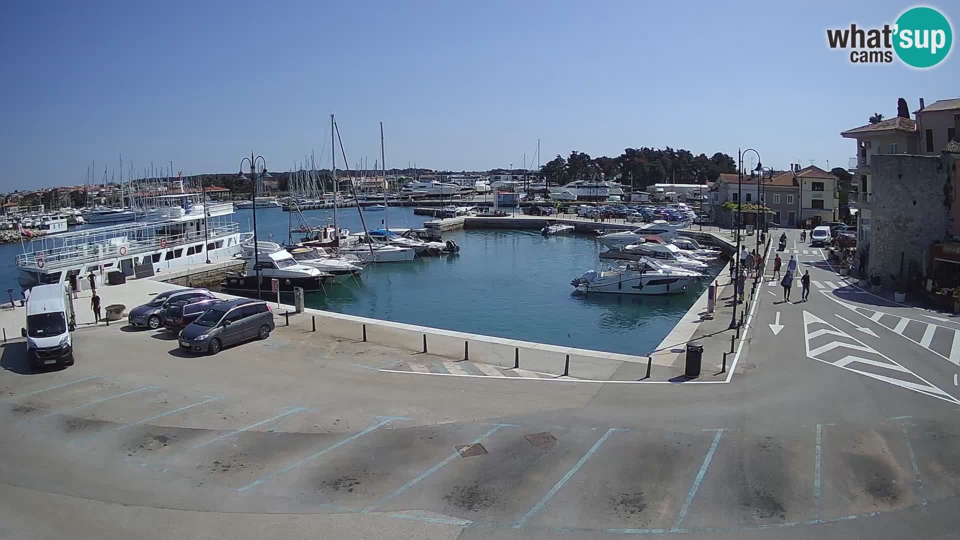 Novigrad | Porporela marina