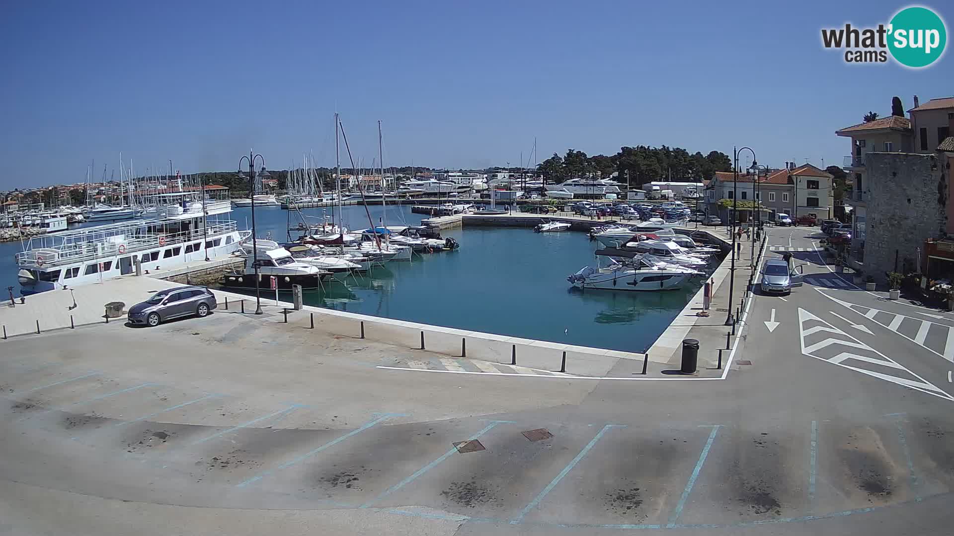 Novigrad | Porporela marina