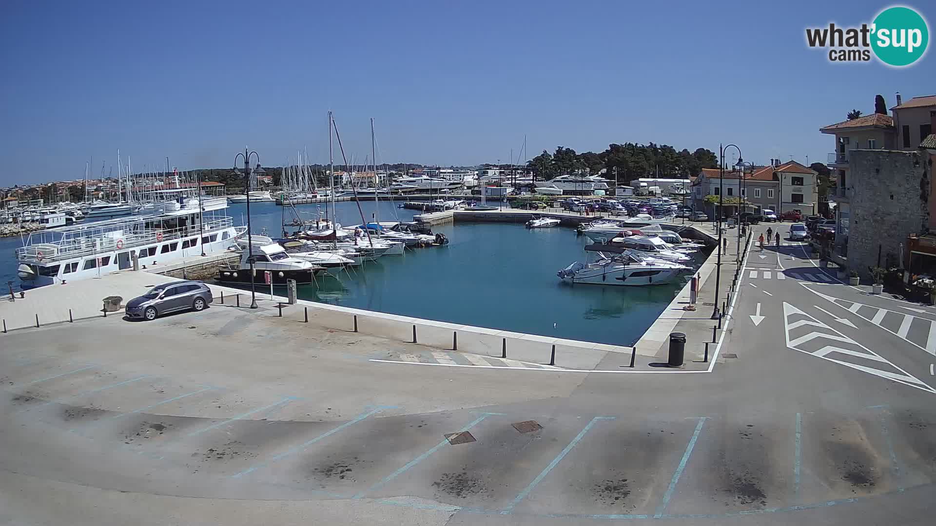 Novigrad | Porporela marina