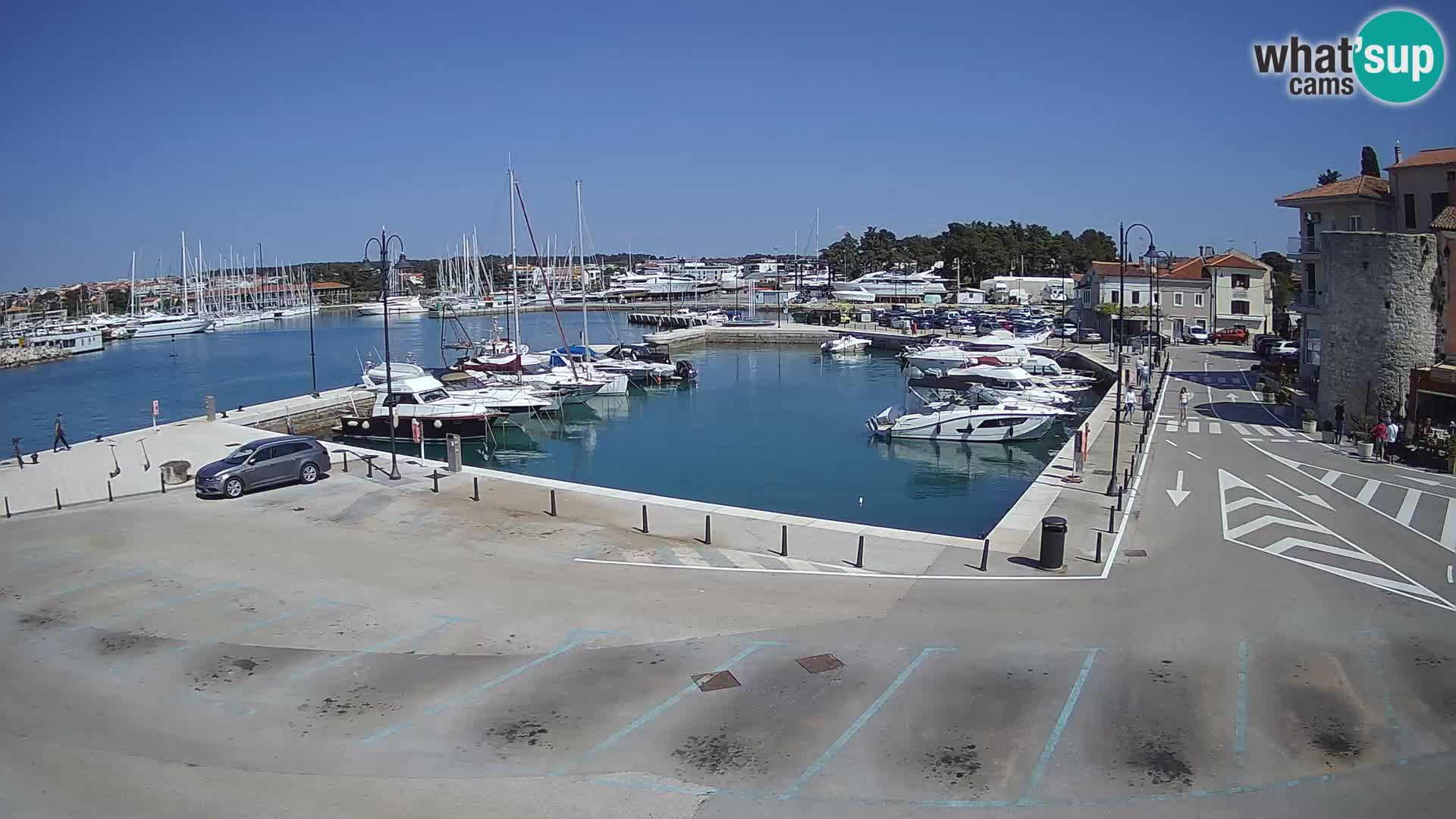 Novigrad | Porporela marina