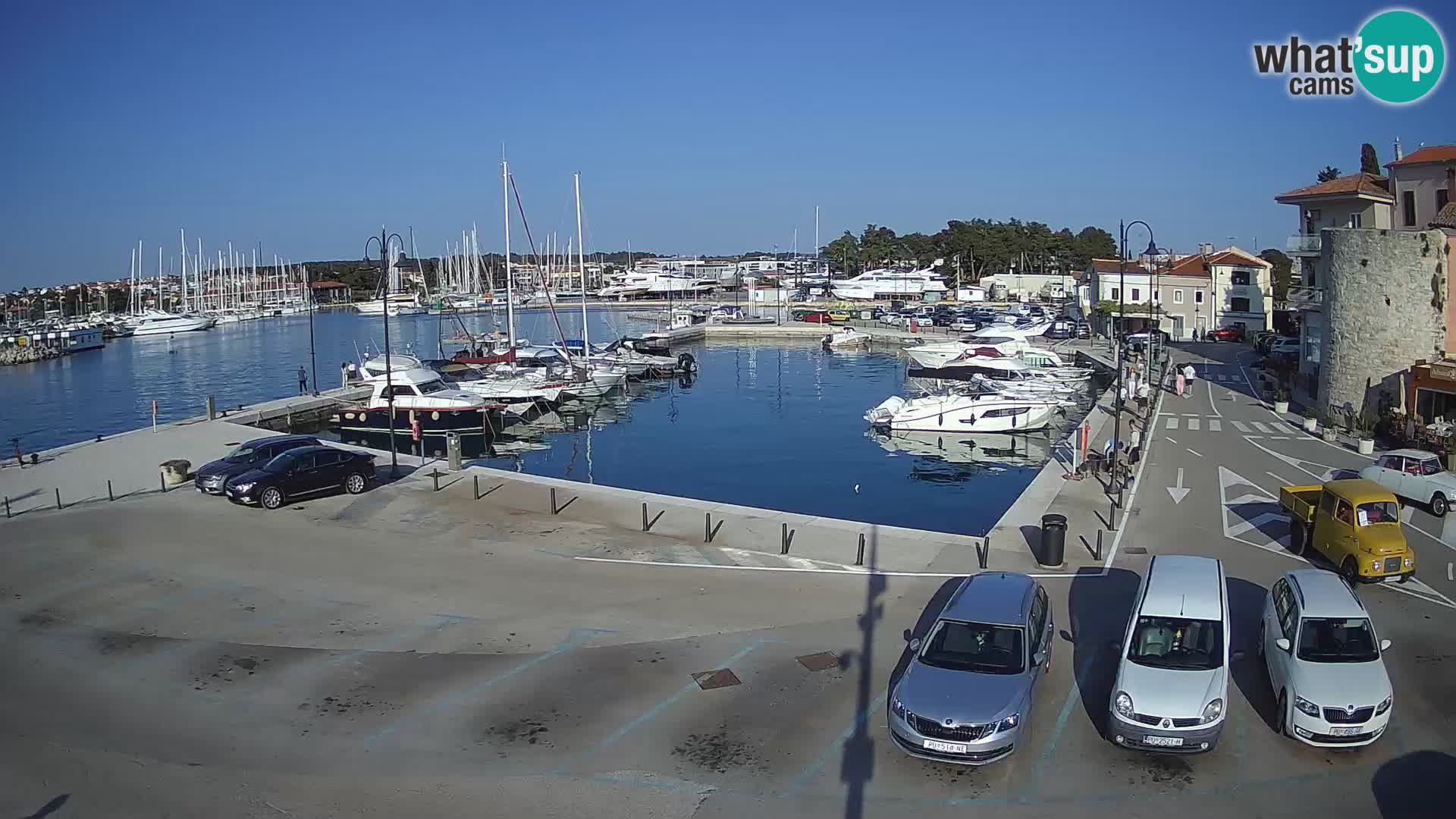 Novigrad | Porporela marina