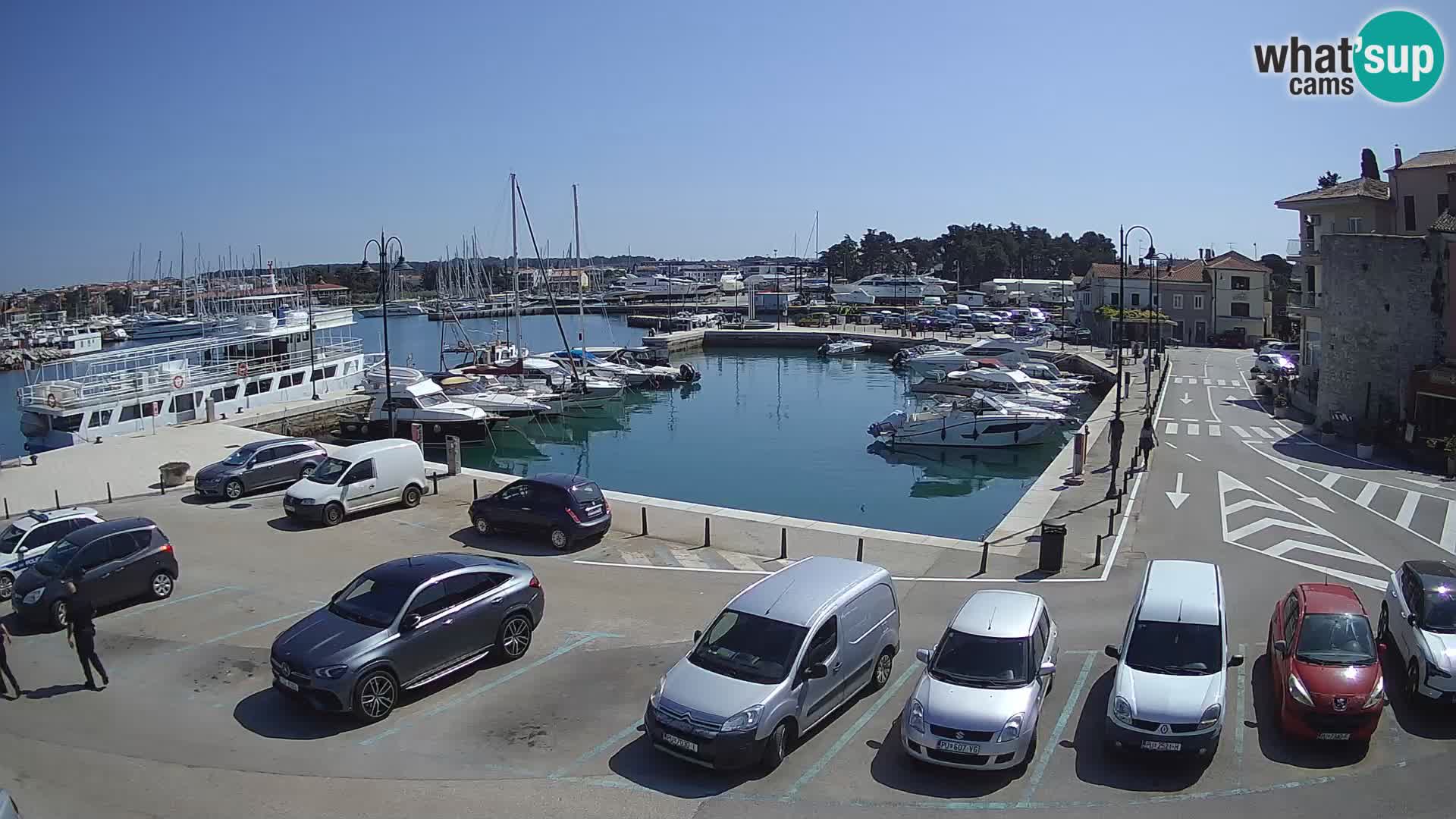 Novigrad | Porporela marina