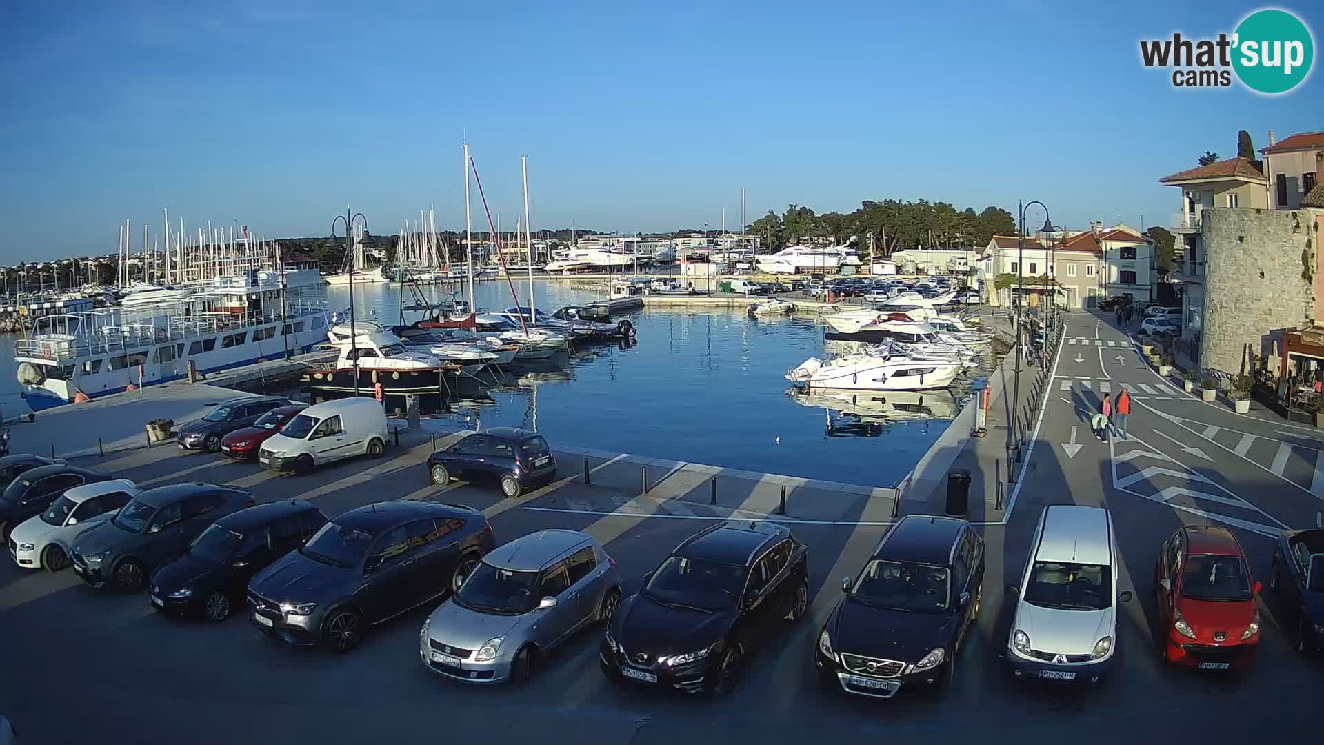 Novigrad | Porporela marina