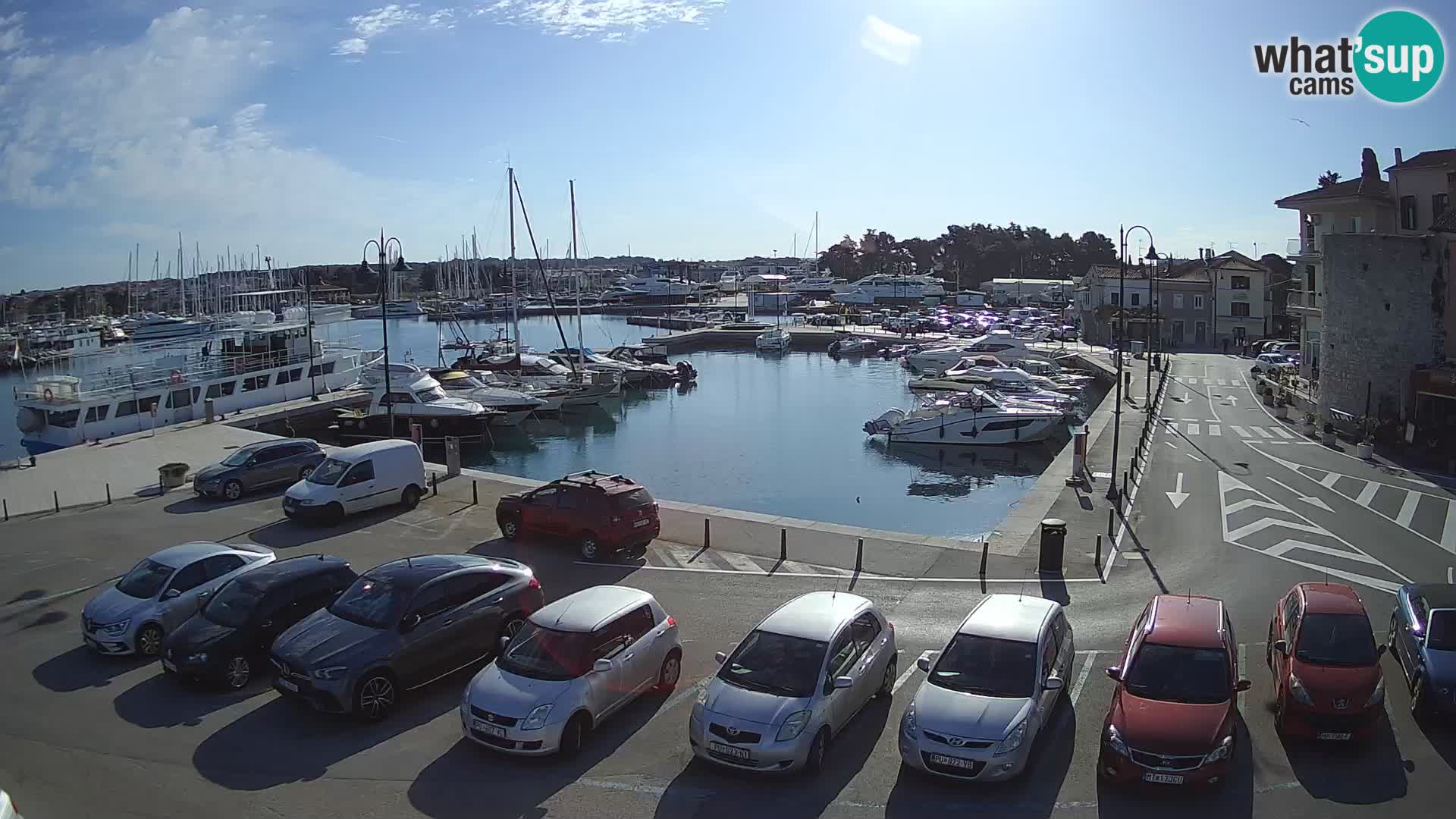 Novigrad | Porporela marina