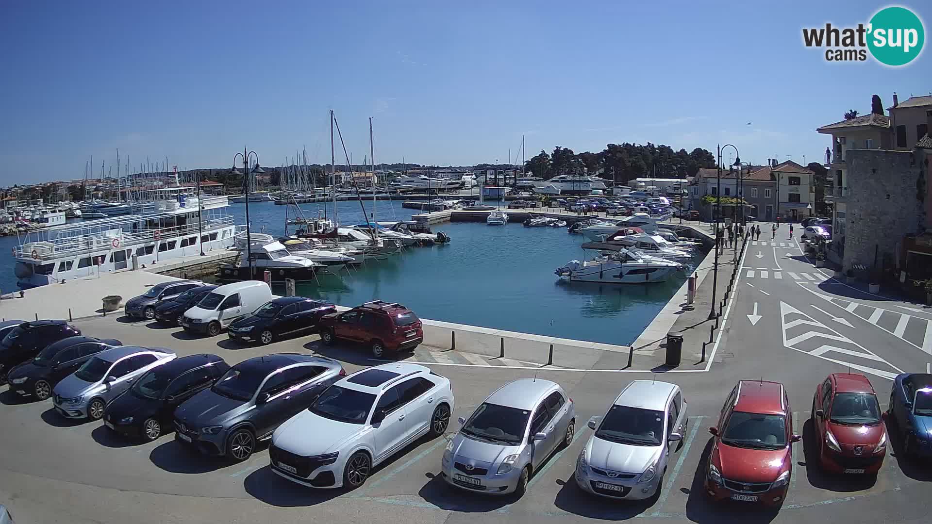 Novigrad | Porporela marina