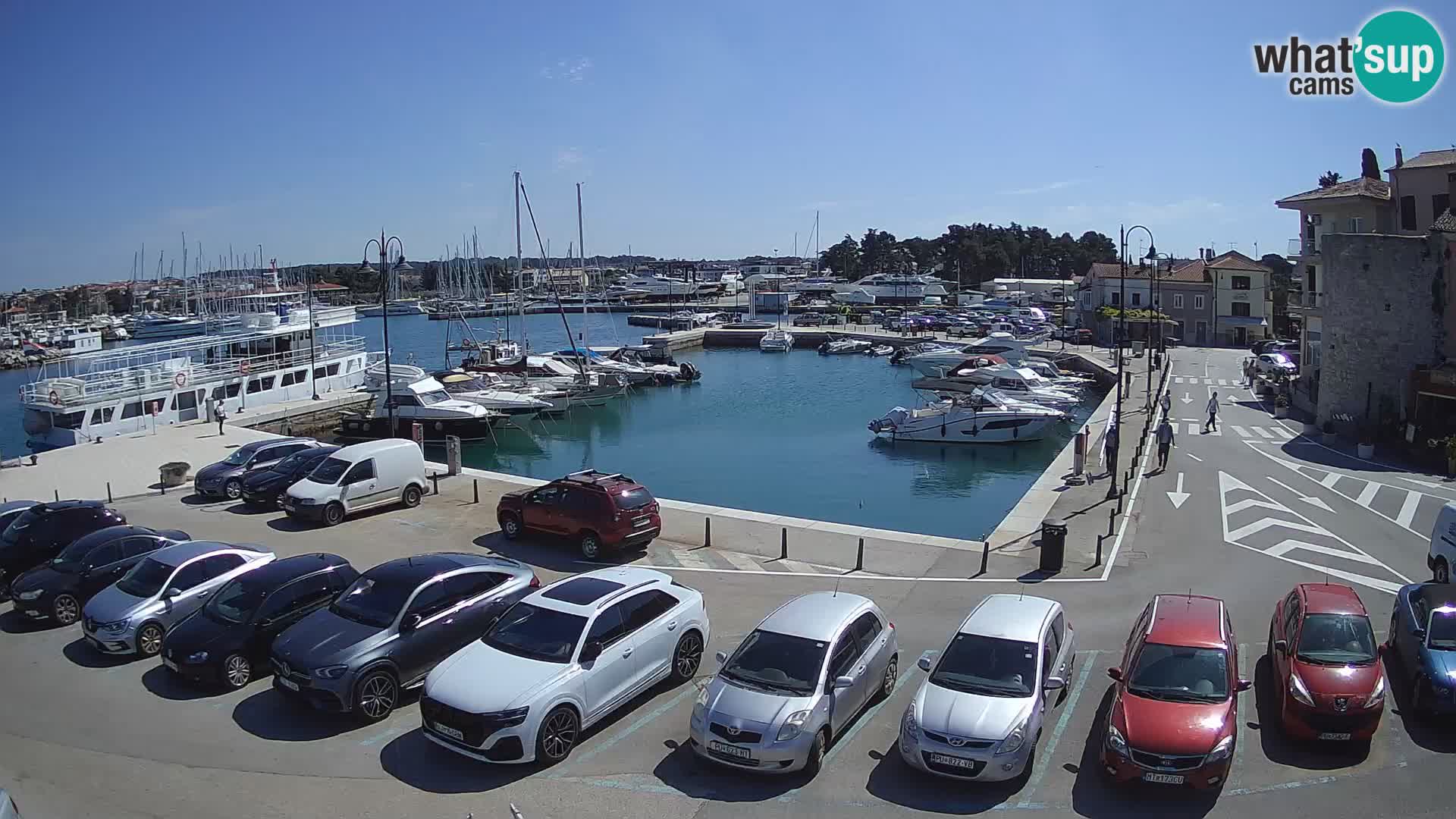 Novigrad | Porporela marina