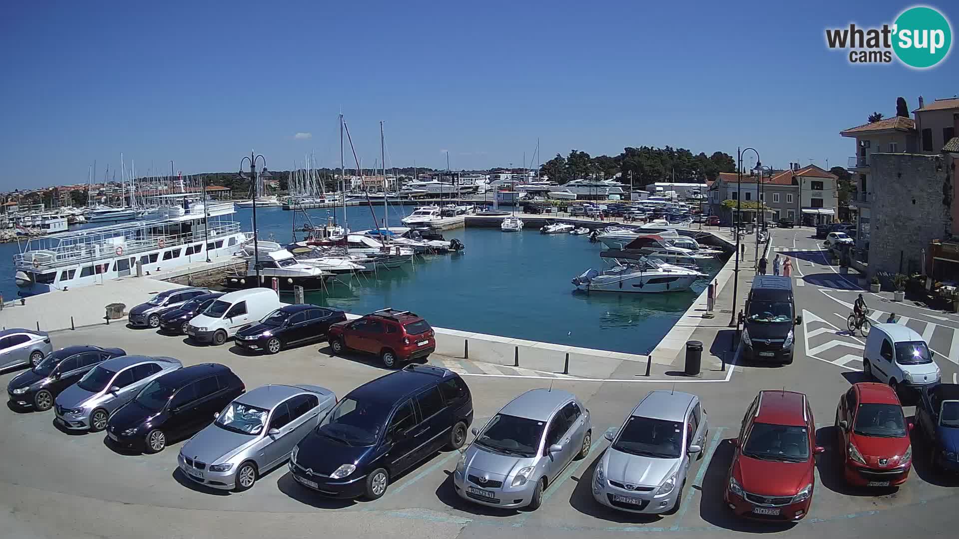 Novigrad | Porporela marina