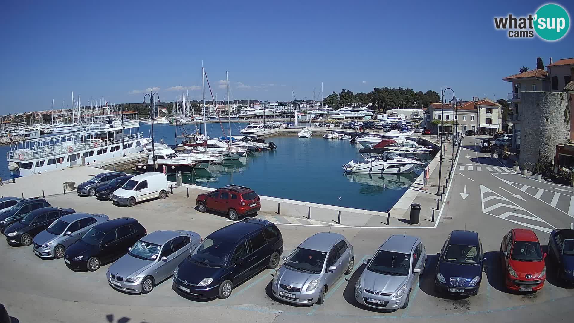 Novigrad | Porporela marina