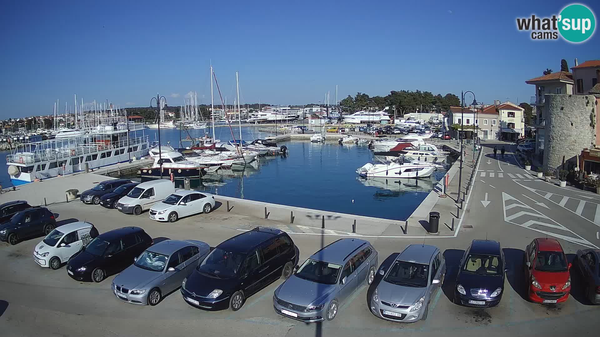 Novigrad | Porporela marina