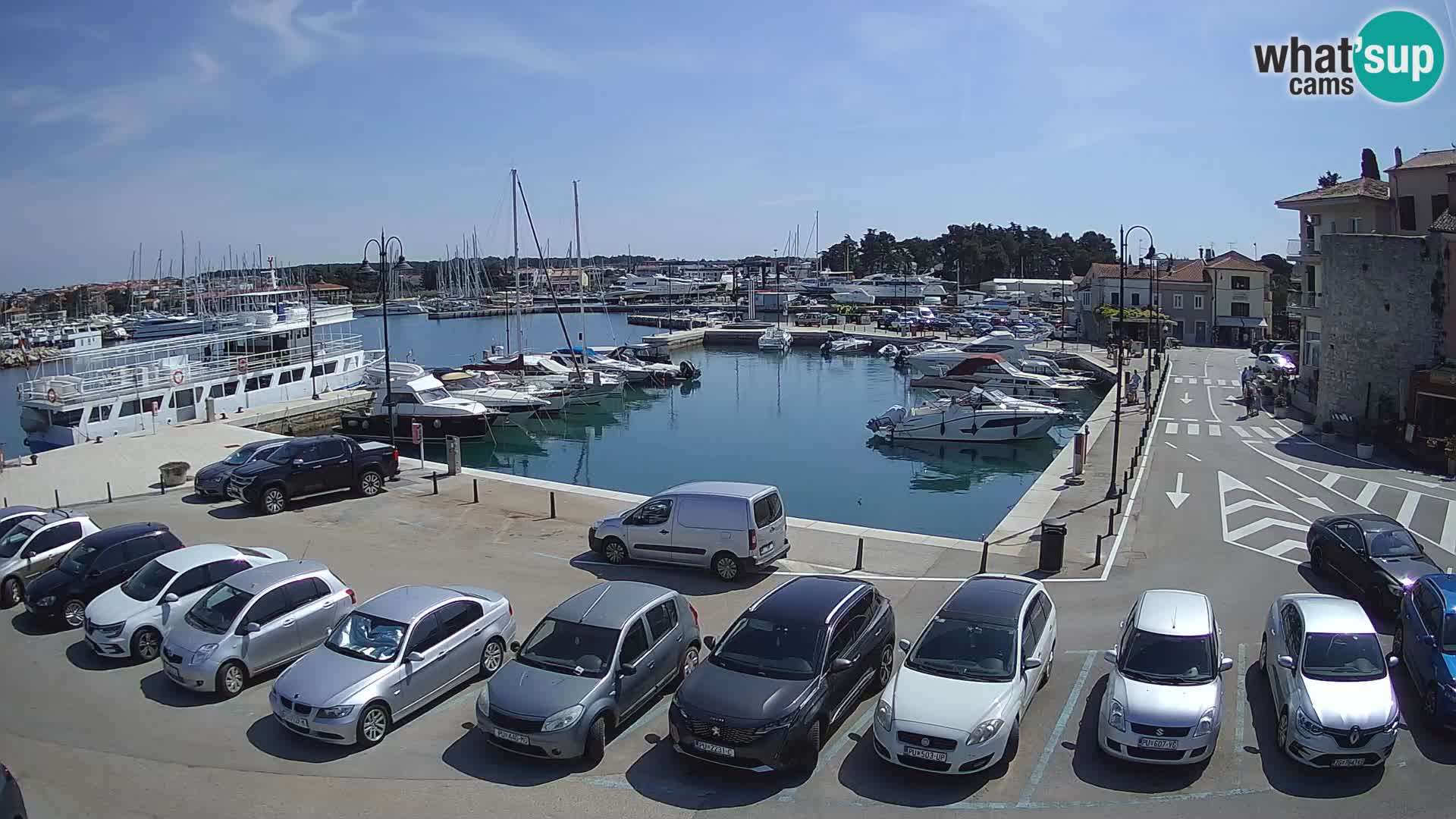 Novigrad | Porporela marina