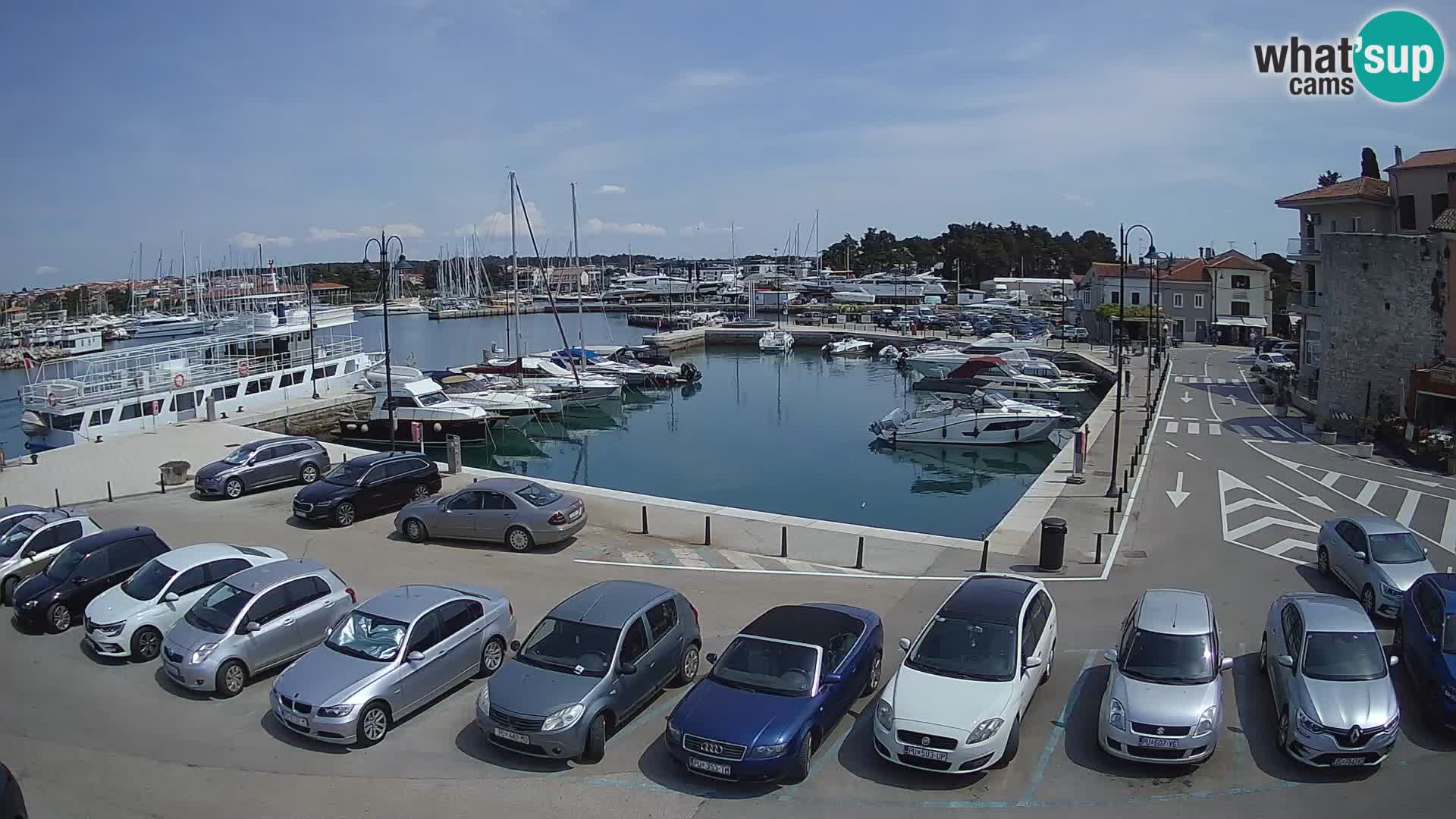 Novigrad | Porporela marina