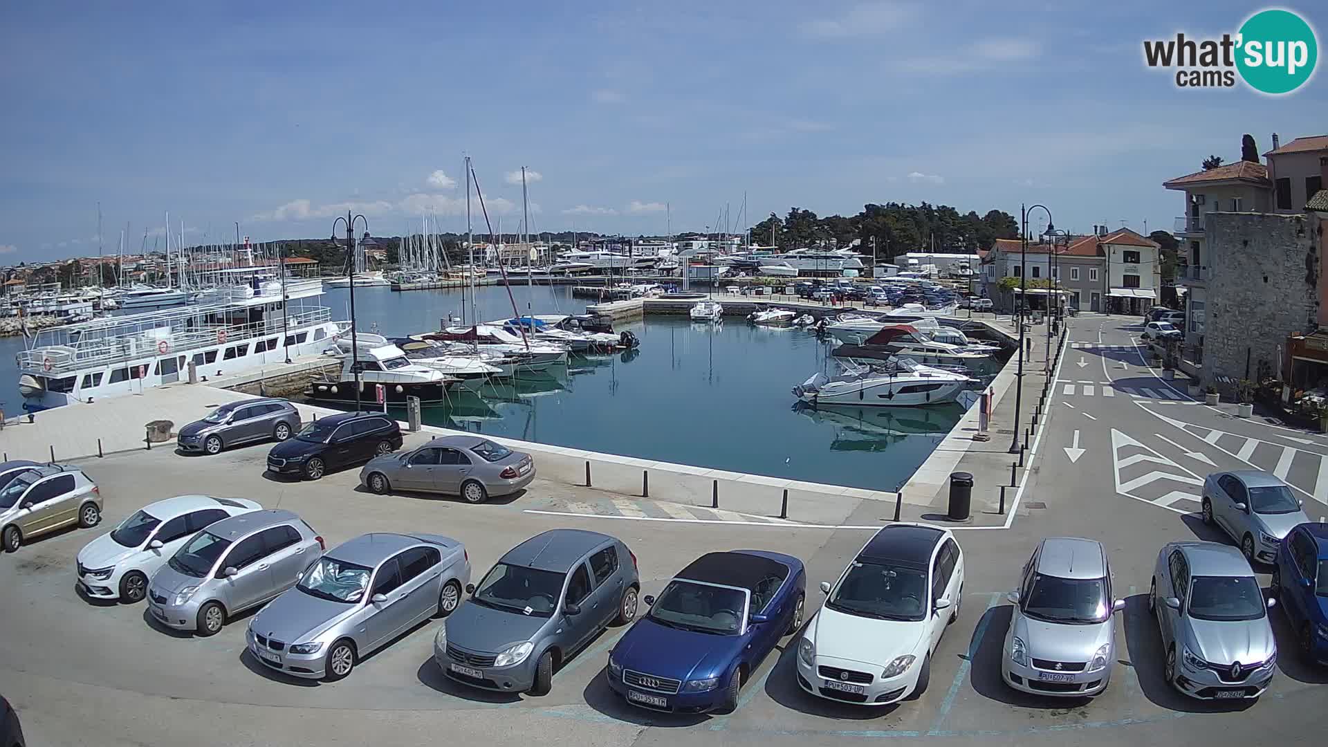 Novigrad | Porporela marina