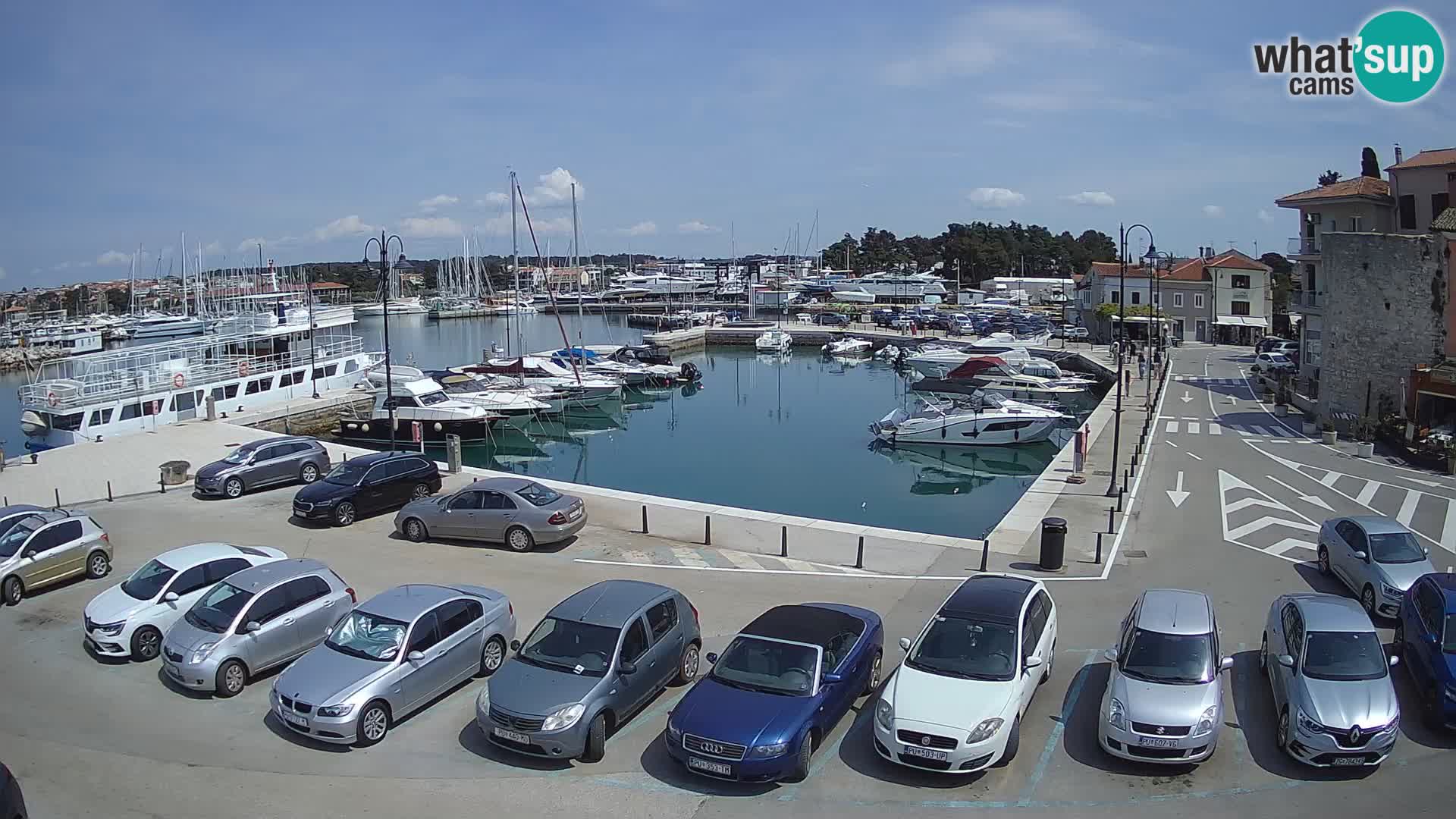 Novigrad | Porporela marina