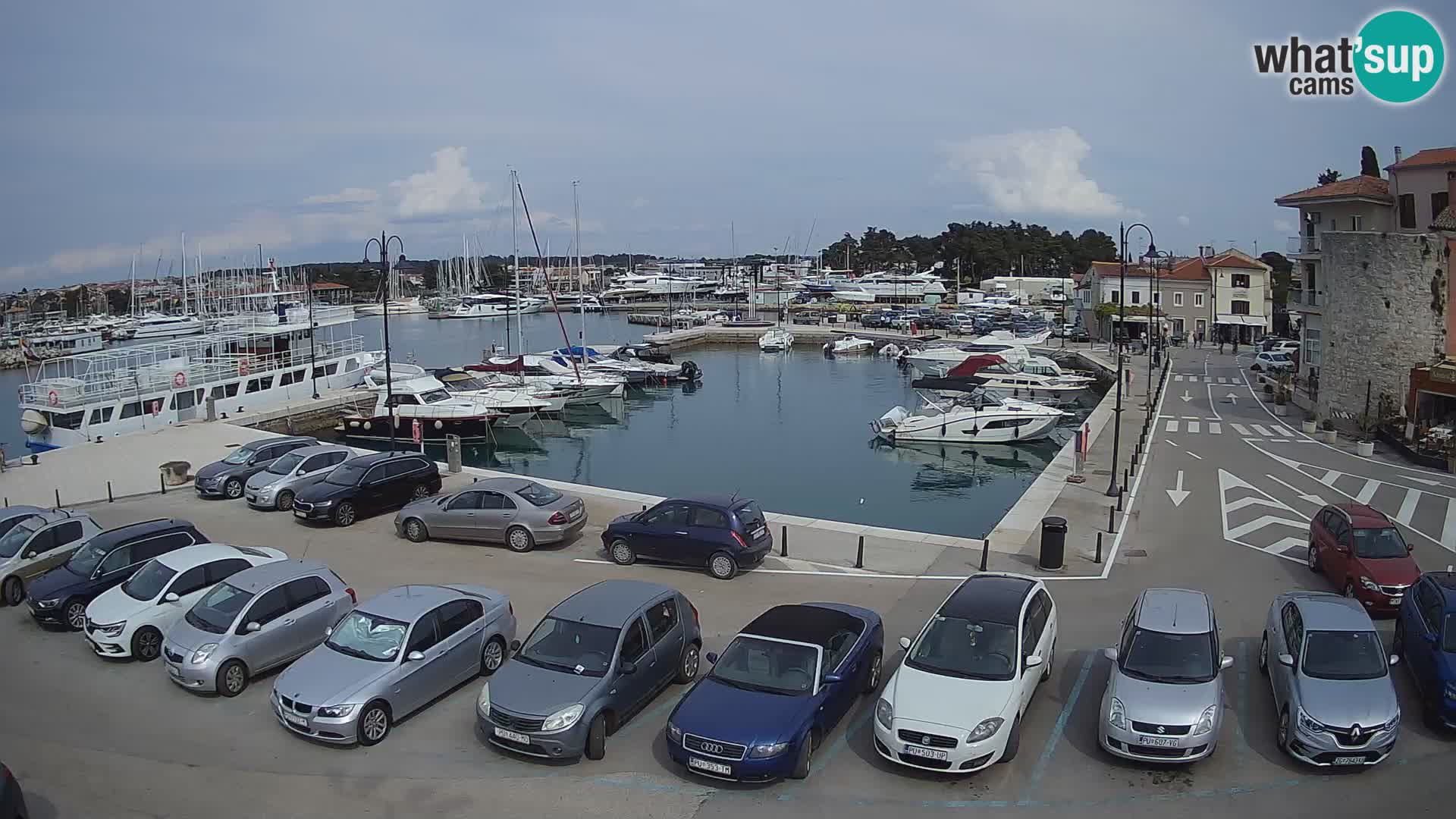 Novigrad | Porporela marina