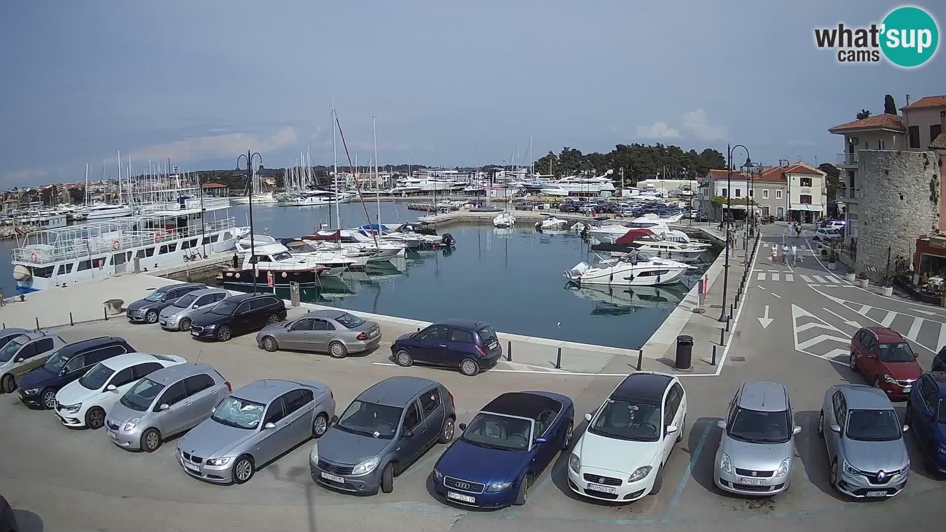 Novigrad | Porporela marina