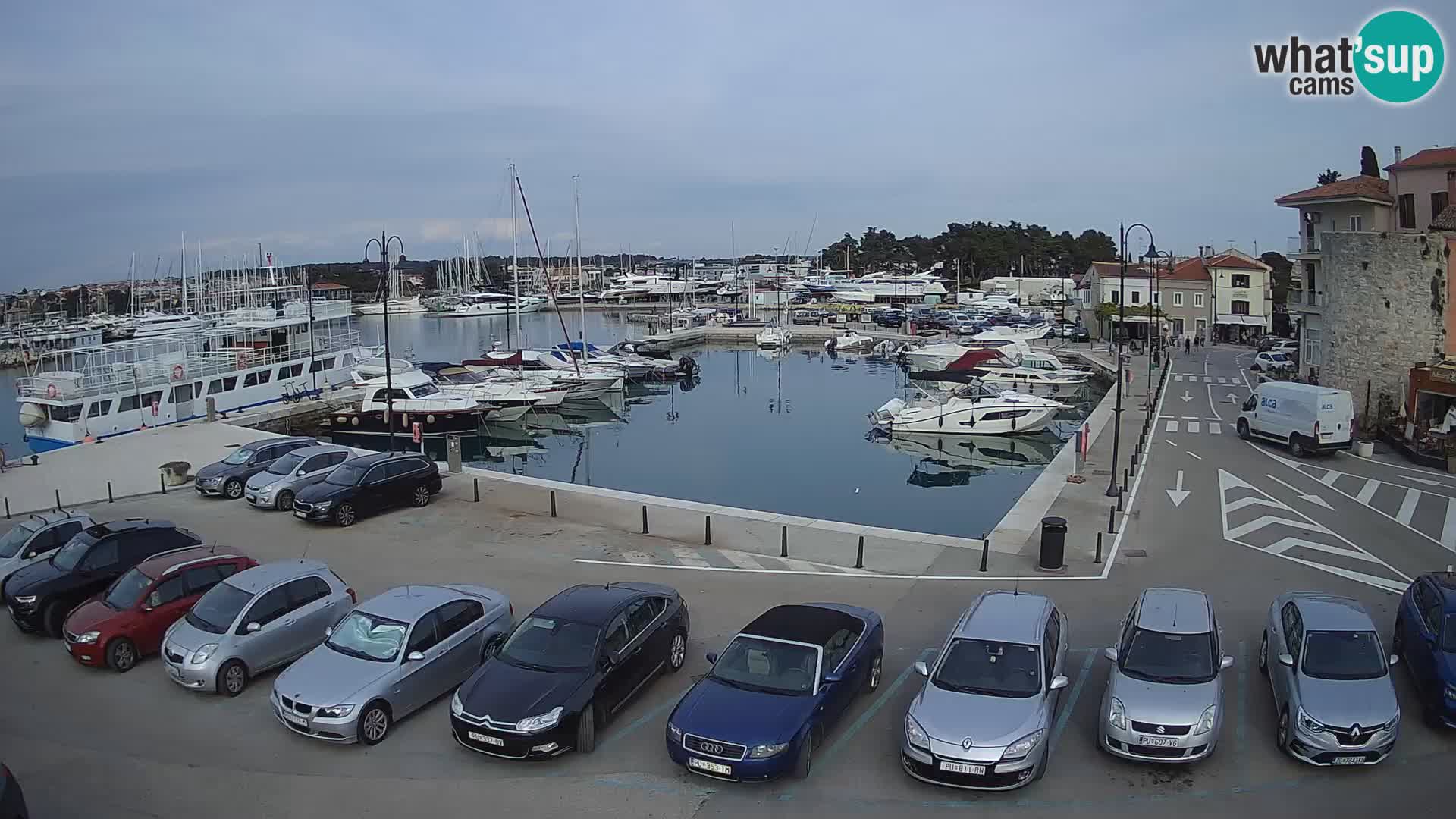 Novigrad | Porporela marina