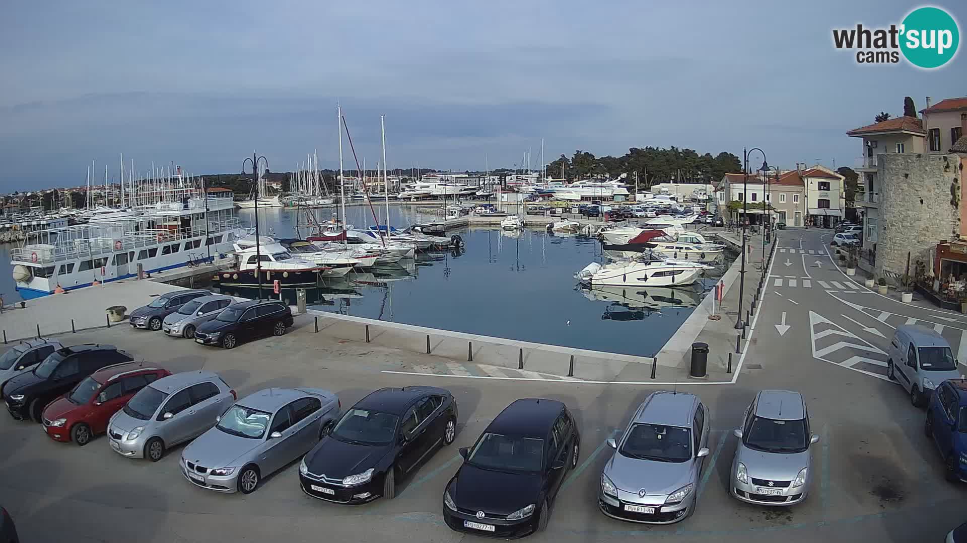 Novigrad | Porporela marina