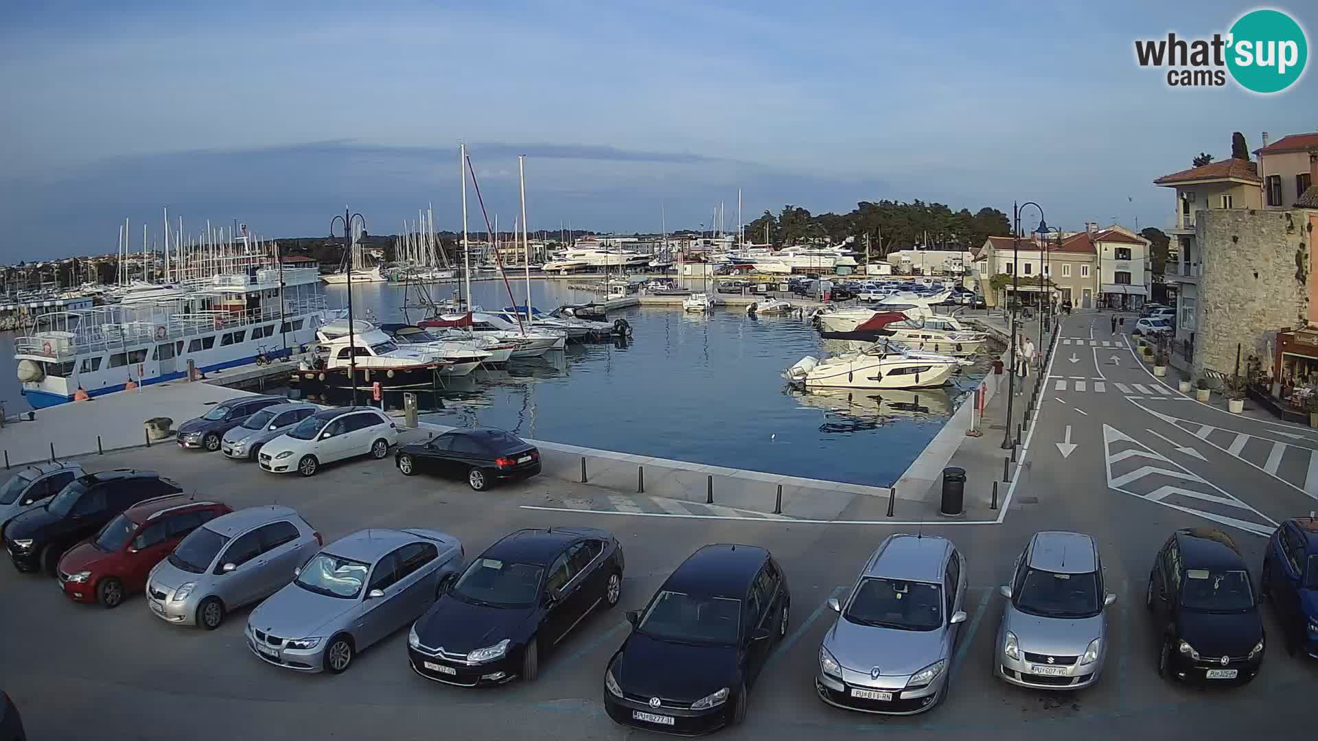 Novigrad | Porporela marina