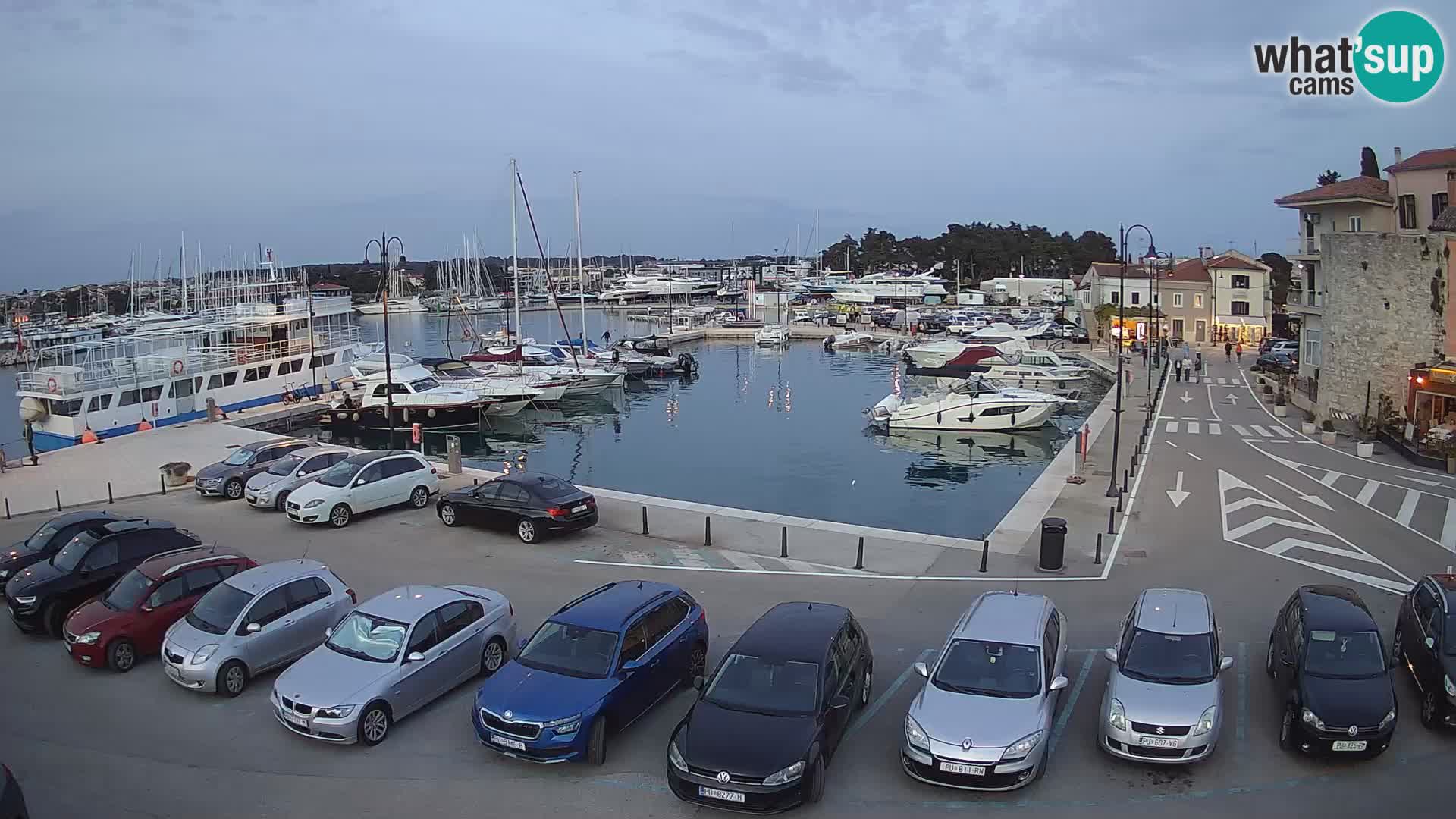 Novigrad | Porporela marina