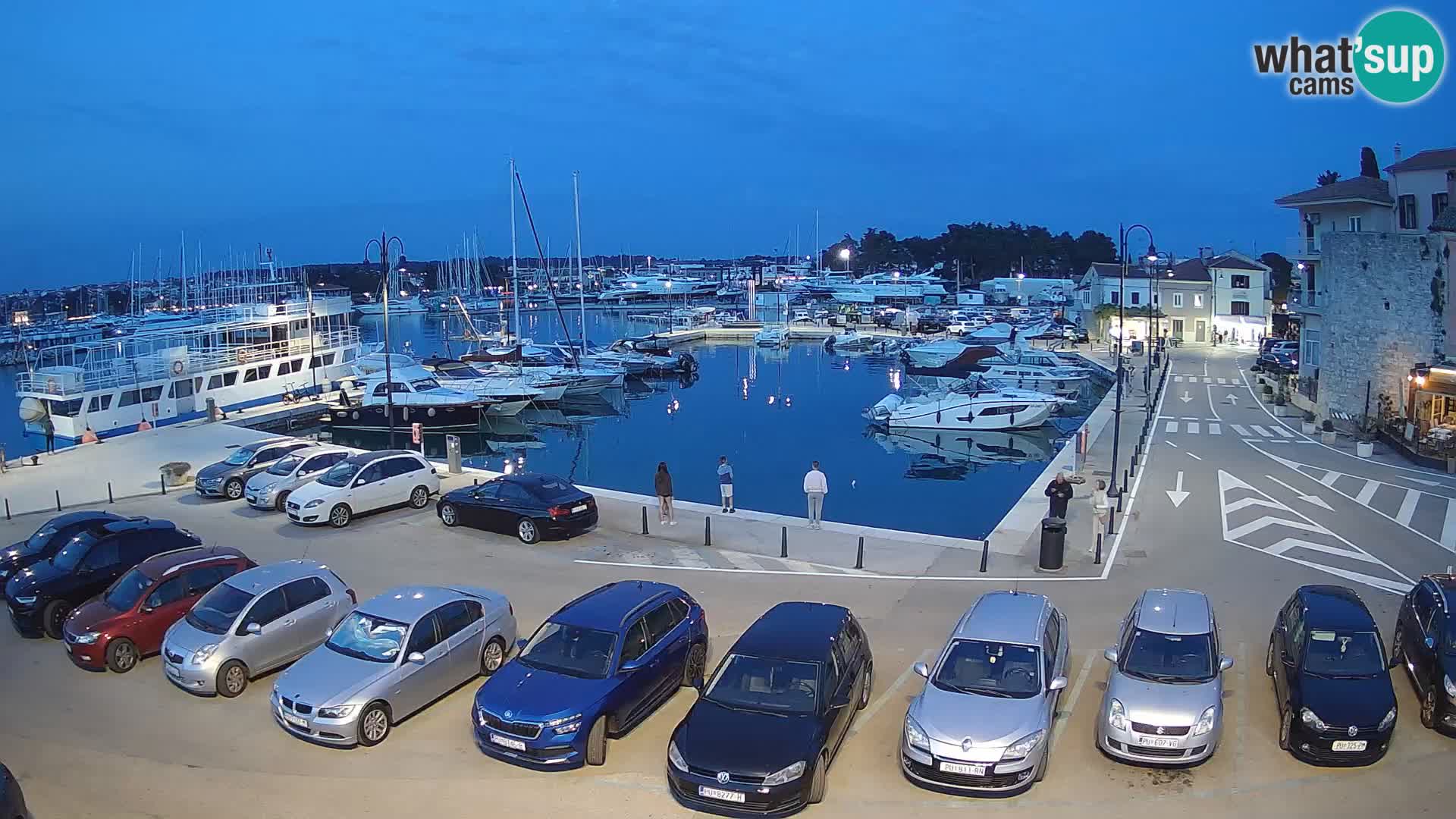 Novigrad | Porporela marina