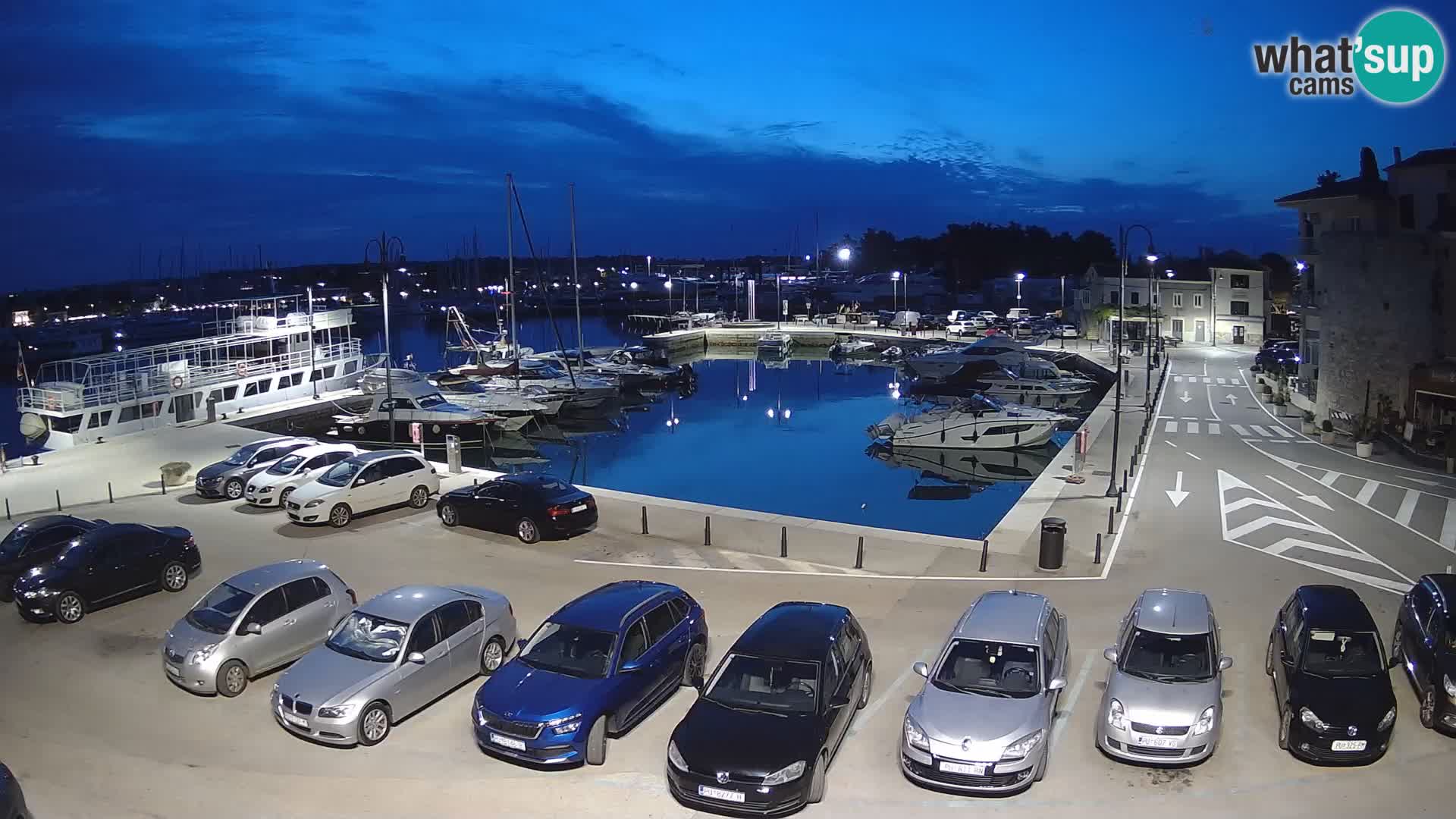 Novigrad | Porporela marina