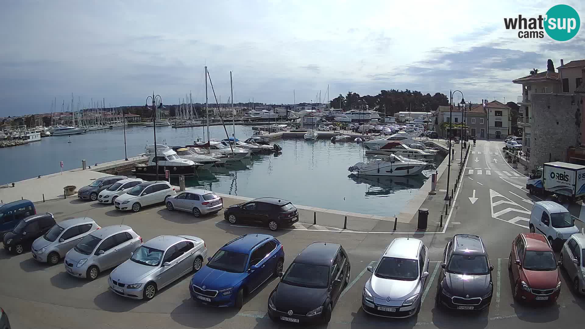Novigrad | Porporela marina