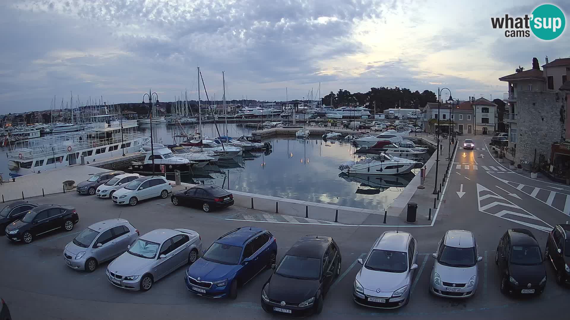 Novigrad | Porporela marina